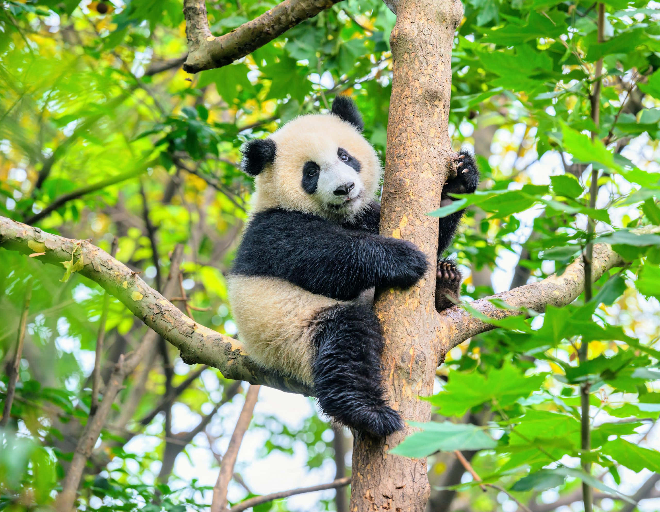 樹上的熊貓 壁紙