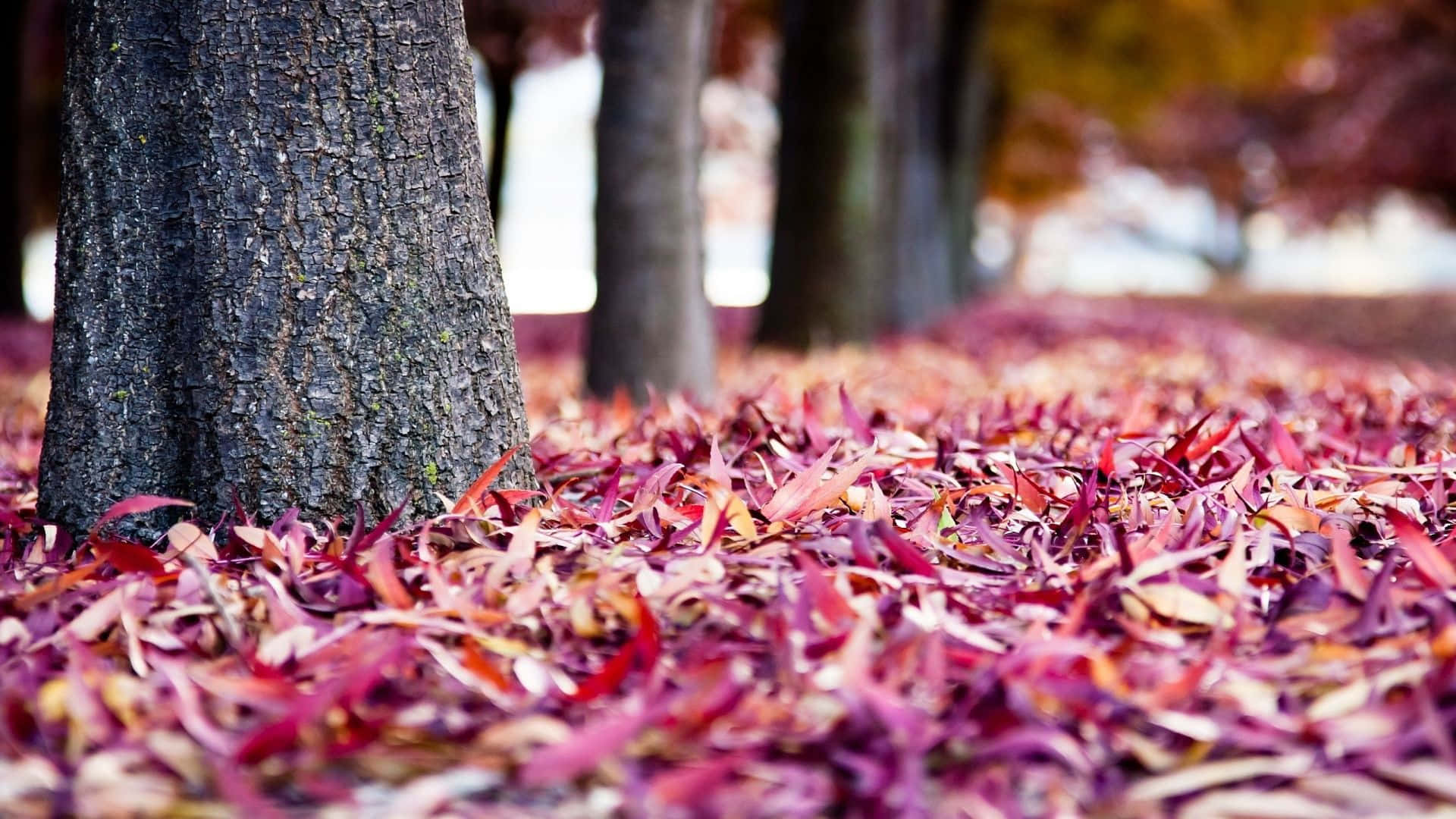 Fall Leaves 桌布 壁紙 — 樹幹的特寫，周圍鋪滿了鮮豔的紅色和紫色秋葉地毯。