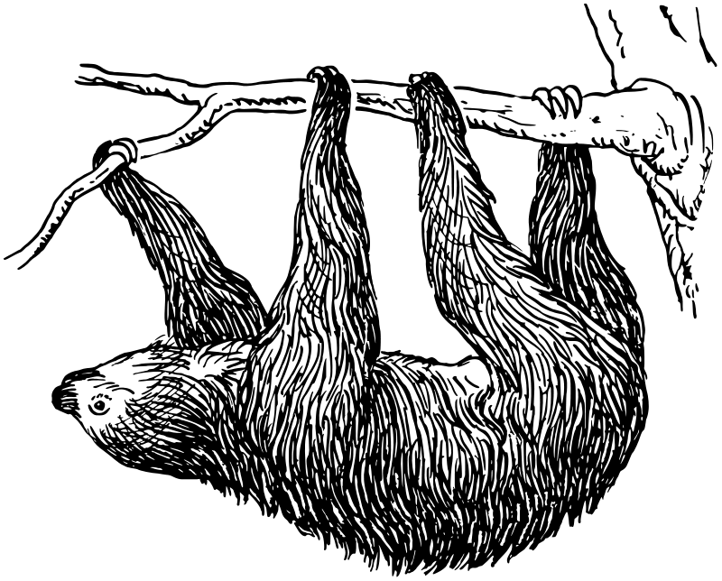 樹懶_黑色背景 壁紙
