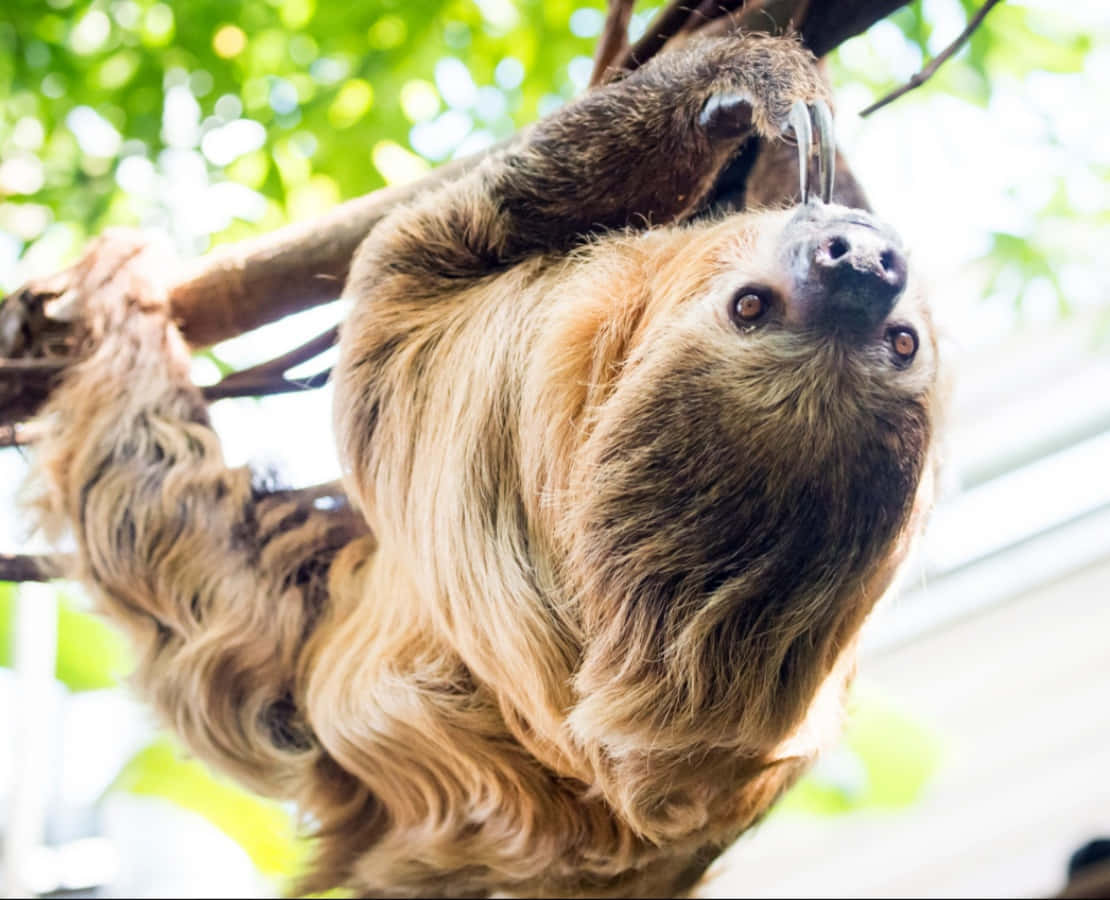 動物 桌布 壁紙 — 樹懶倒掛在樹枝上的特寫，背景是茂密的綠色樹葉。