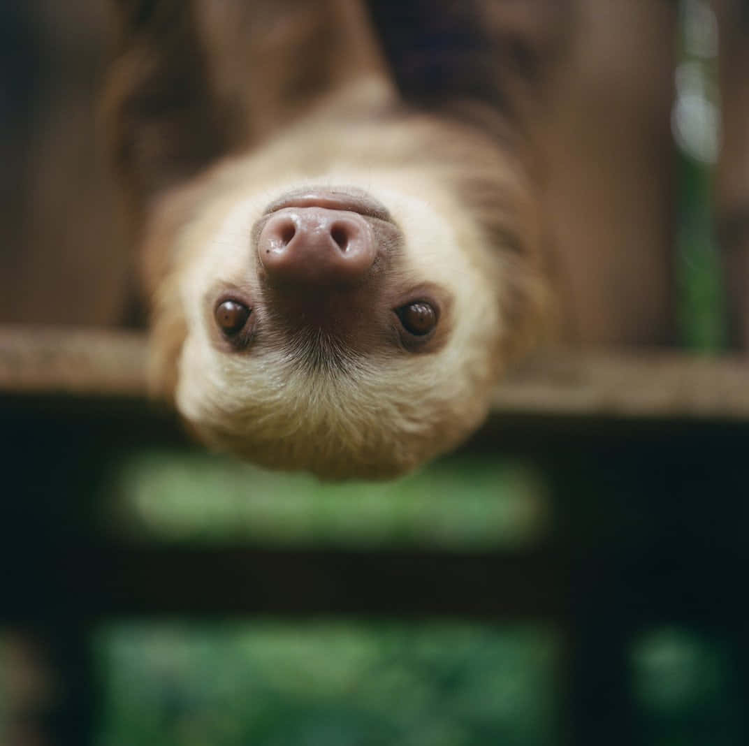 動物 桌布 壁紙 — 樹懶倒掛著，好奇的眼睛直視鏡頭的特寫。