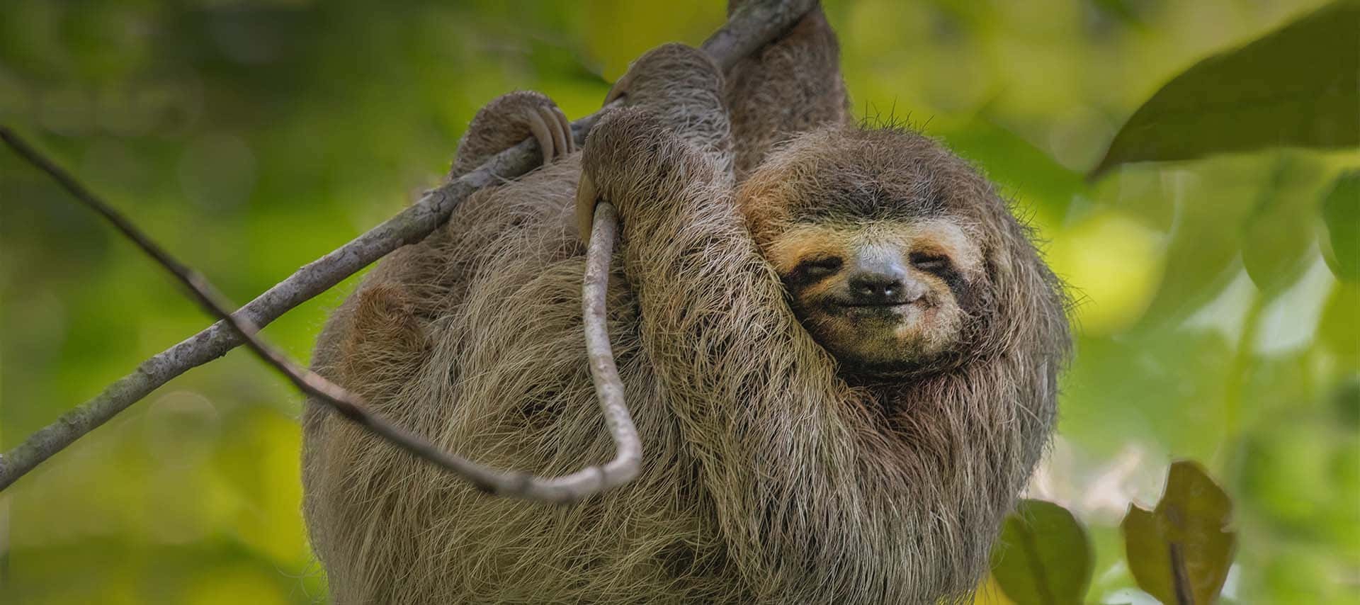 動物 桌布 壁紙 — 樹懶掛在樹枝上的特寫，表情平靜，周圍是茂密的綠色樹葉。