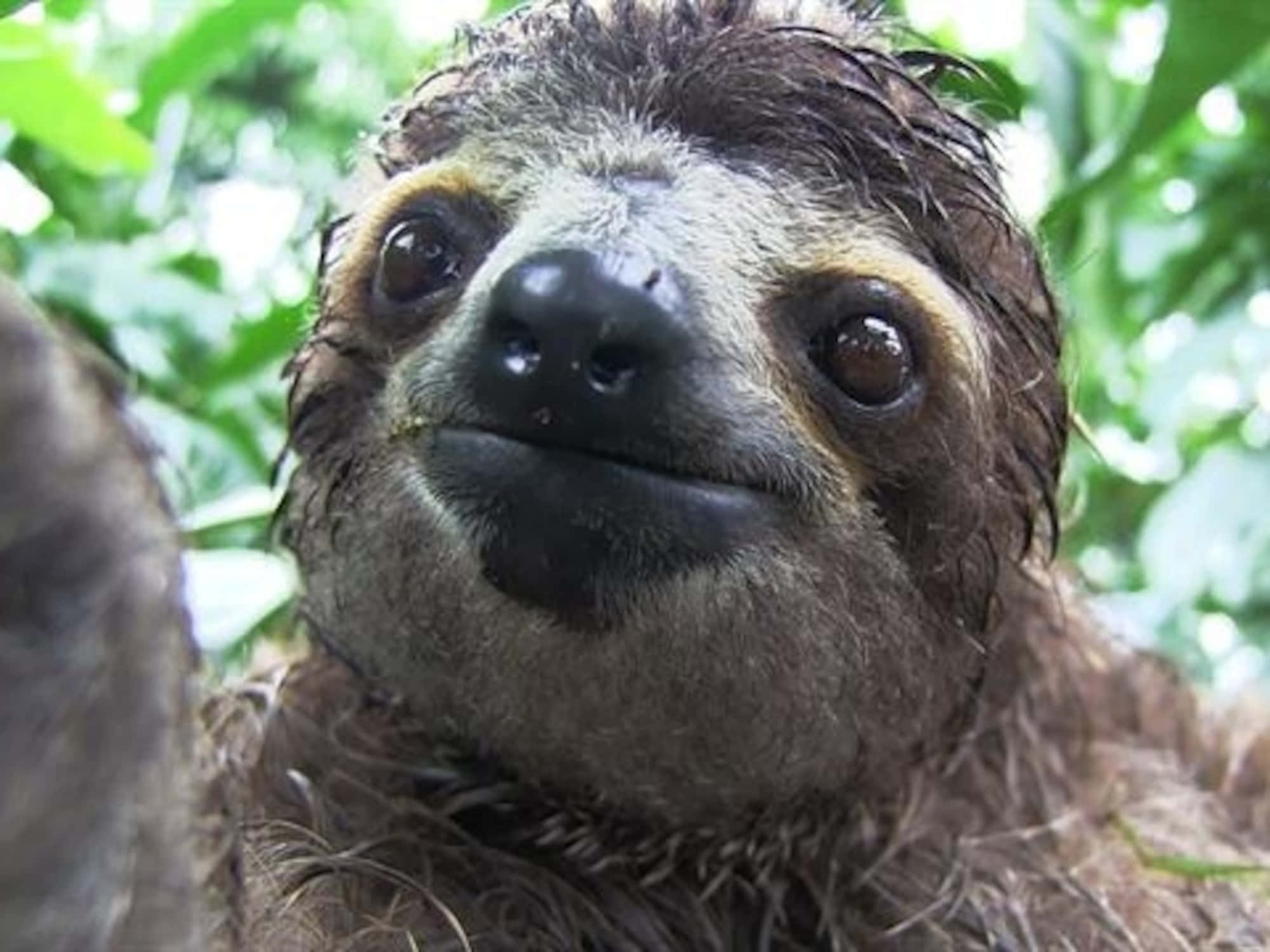 動物 桌布 壁紙 — 樹懶濕身大特寫，棕色大眼直視鏡頭，置身綠葉叢中。