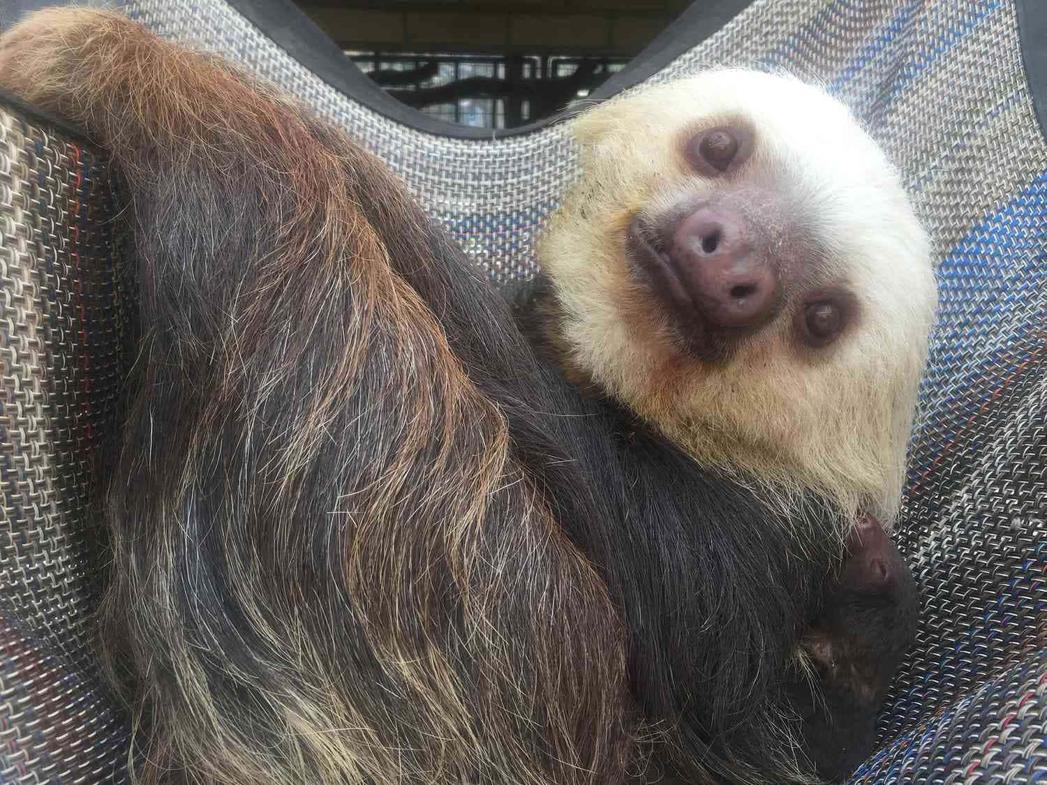 動物 桌布 壁紙 — 樹懶的特寫，牠有蓬鬆的棕白色毛髮，在有圖案的吊床上休息，直視鏡頭。