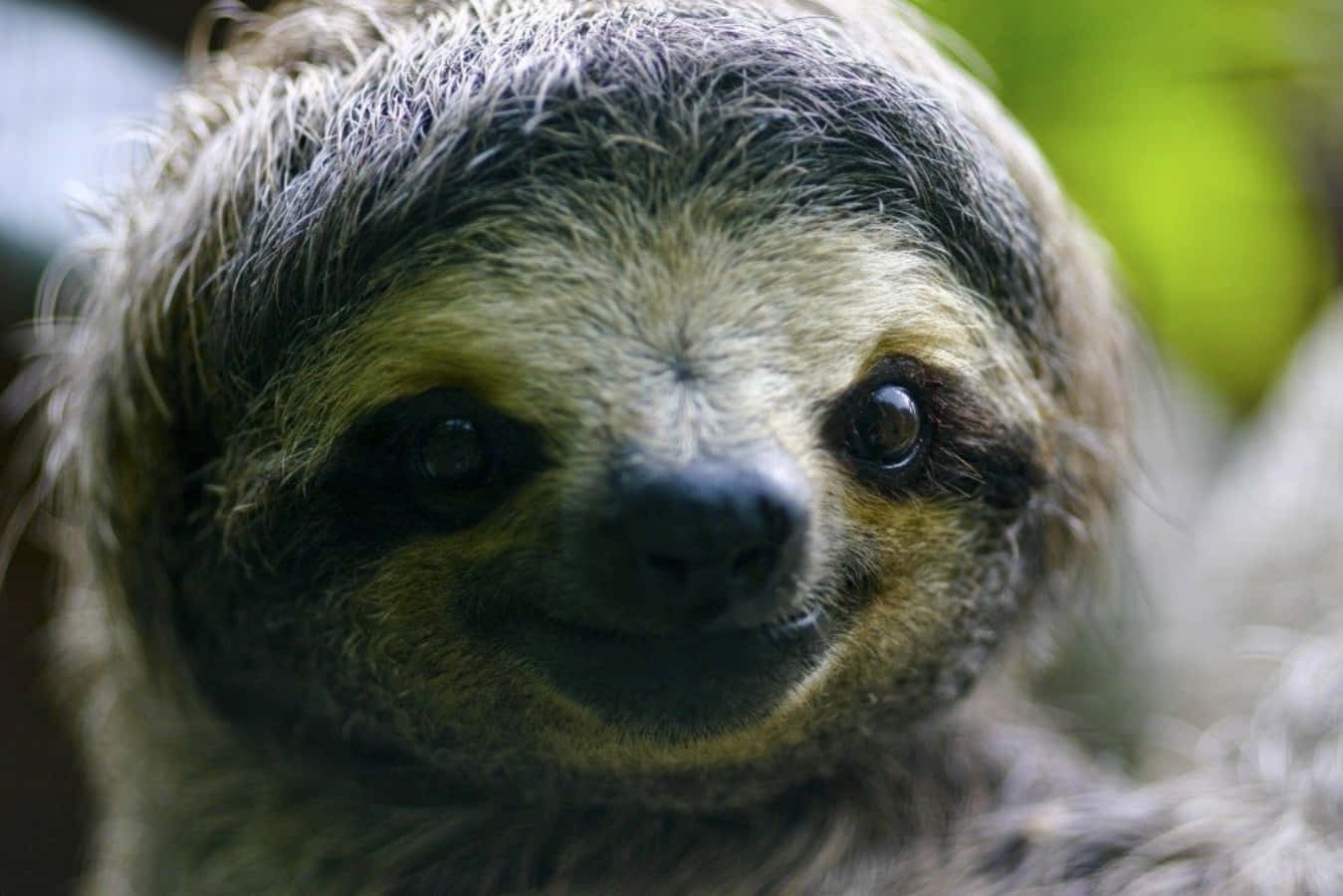 動物 桌布 壁紙 — 樹懶臉部特寫，毛髮柔軟，眼神溫柔，直視鏡頭。