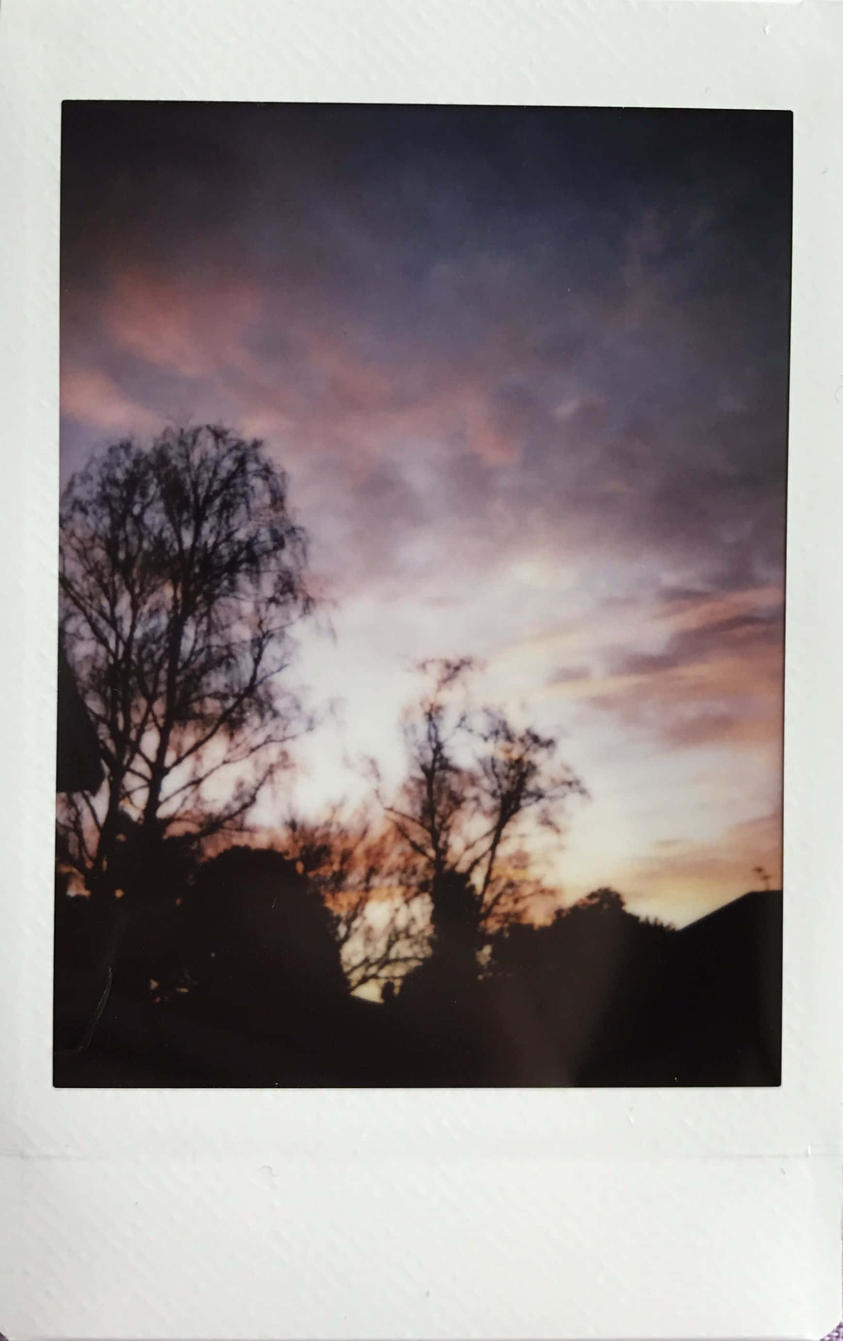Aesthetic Polaroid 桌布 壁紙 — 樹木剪影映襯著由紫色、粉紅色和金色繪成的戲劇性暮色天空。