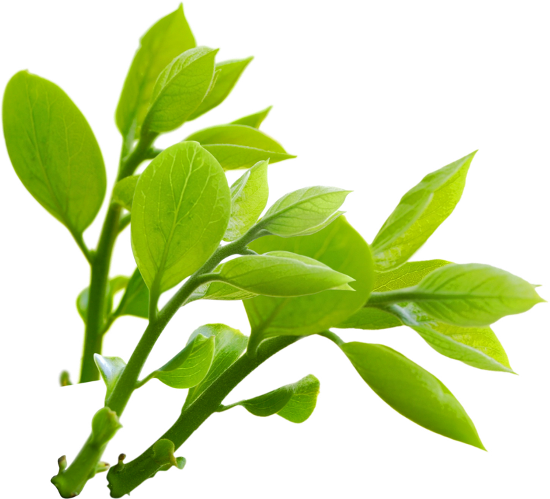 綠色自然 桌布 壁紙 — 樹枝上充滿活力的綠色葉片，葉脈清晰可見，自然彎曲，襯以白色背景。