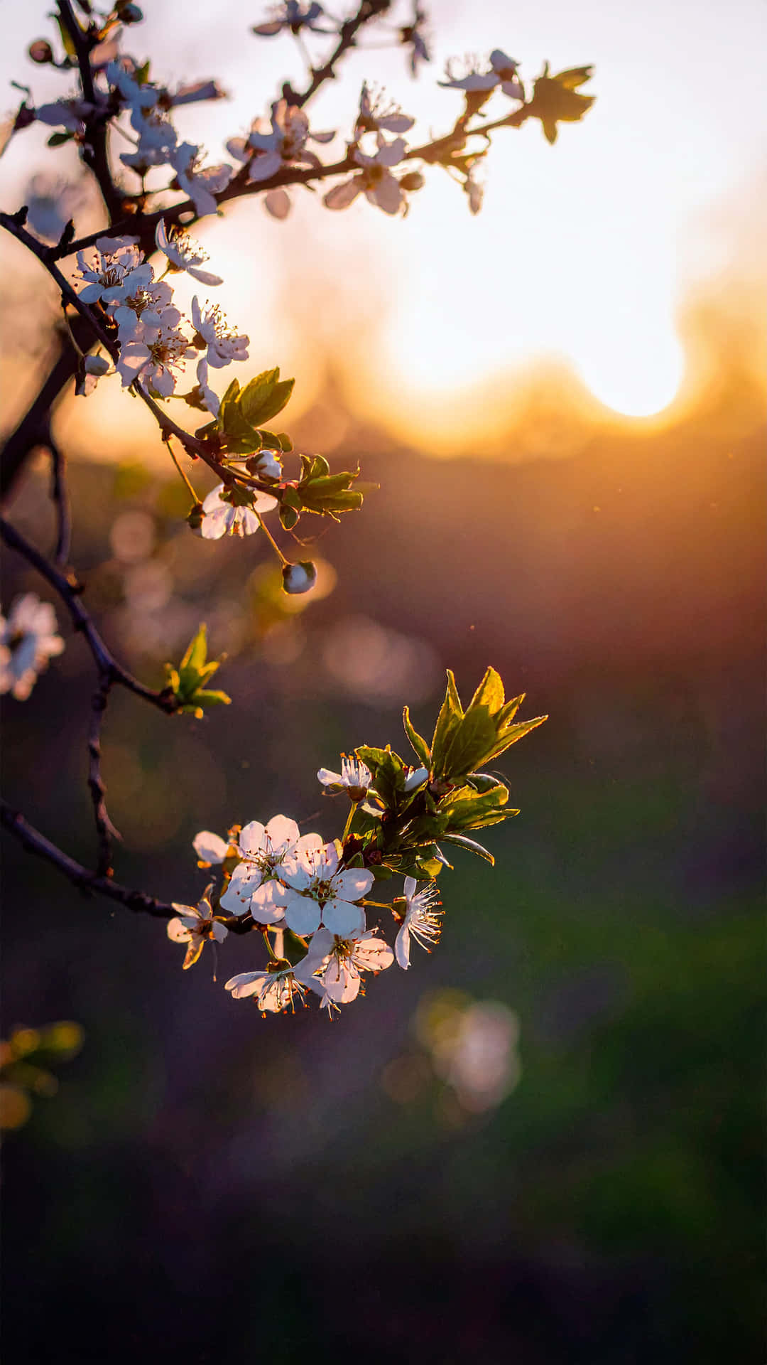 White Plum Tree 壁紙 — 樹枝上精緻的白色花朵在柔和的金色日落天空下溫暖地發光。