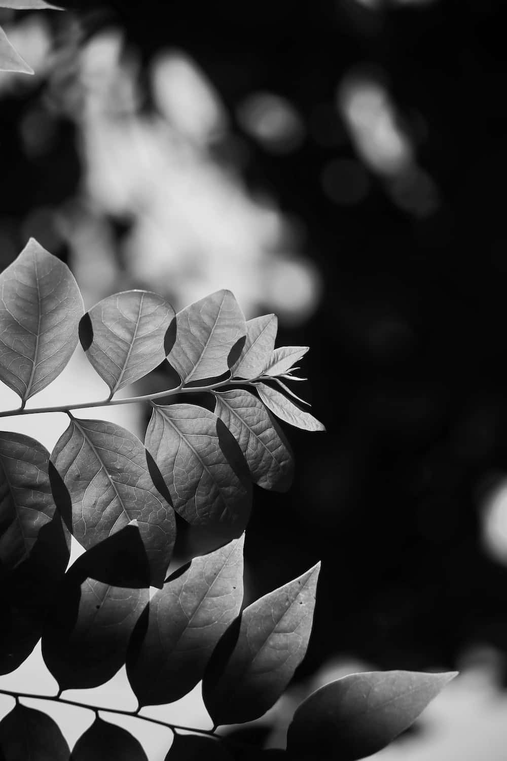 Cool Black And White 桌布 壁紙 — 樹枝上葉子的單色特寫，帶有柔和散景背景和戲劇性燈光。