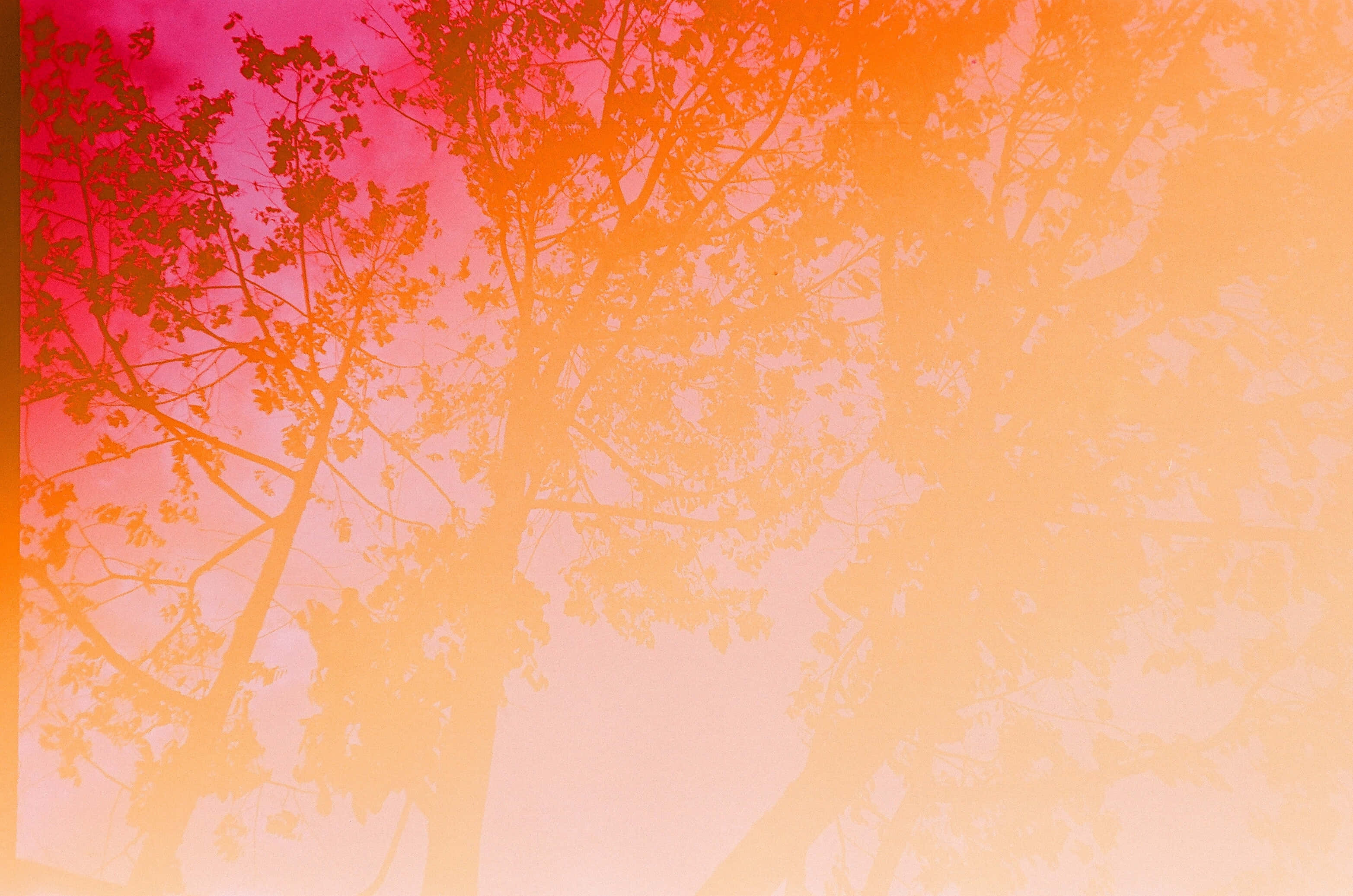 Banner 桌布 壁紙 — 樹枝的剪影在日落時分伸展，映襯著漸變的天空，散發出火熱的粉紅色和橙色光芒。