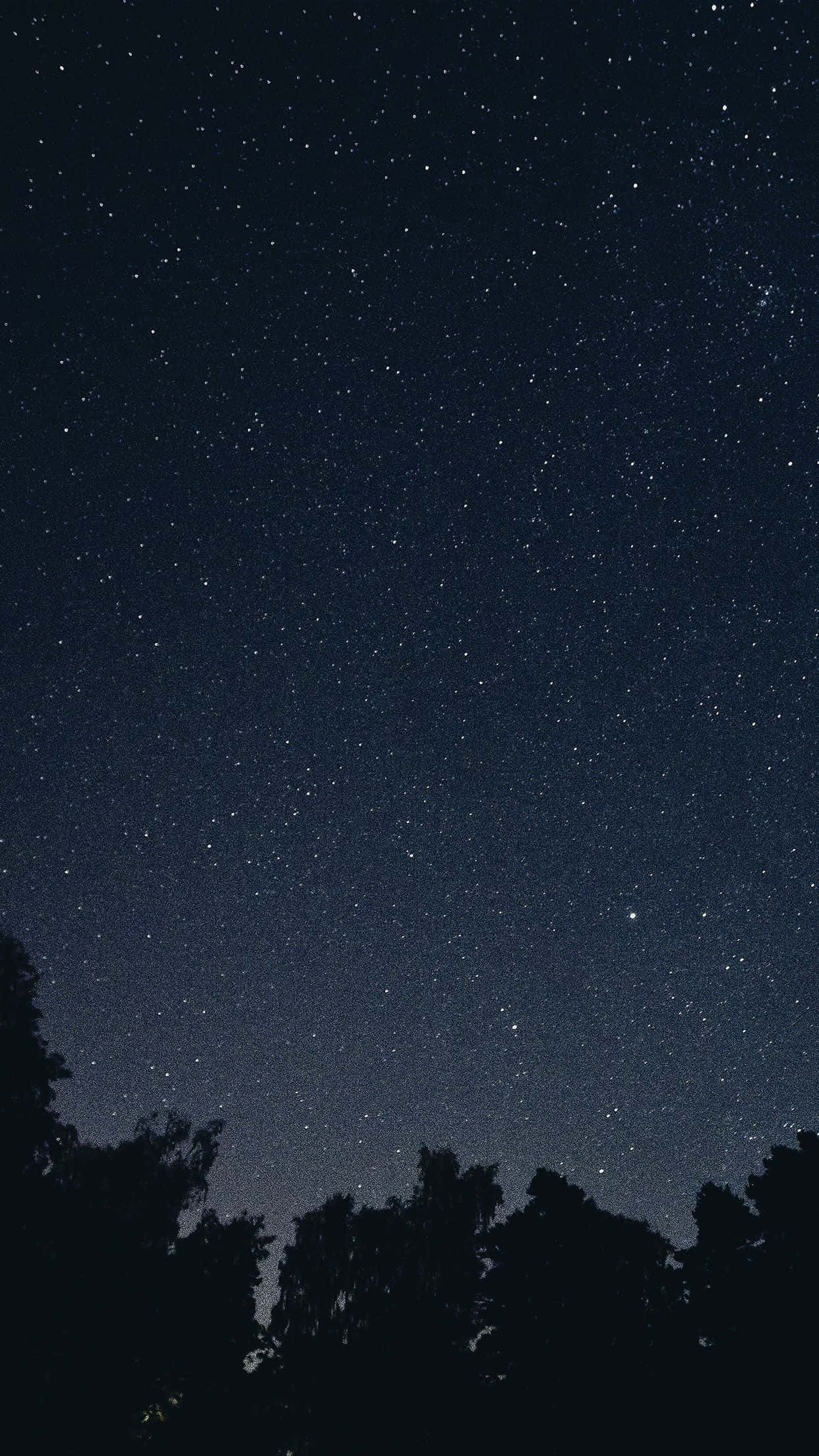 Dark Sky 桌布 壁紙 — 樹梢暗影之上，滿天繁星的夜空令人嘆為觀止。