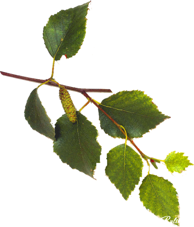 Tree Leaves 桌布 壁紙 — 樺樹枝的特寫，帶有充滿活力的綠葉和柔荑花序，背景為純黑色。