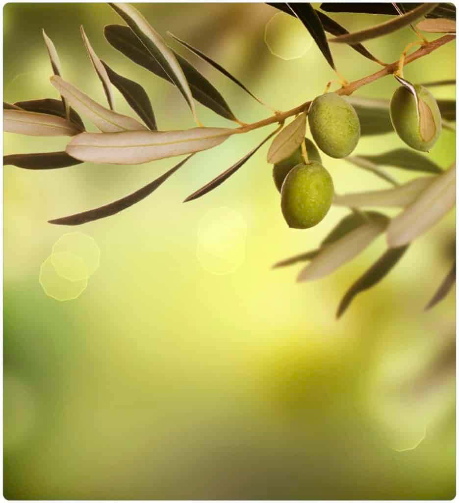 Olive 桌布 壁紙 — 橄欖枝特寫，帶有綠色橄欖和細長葉子，背景是柔和的黃綠色散景。