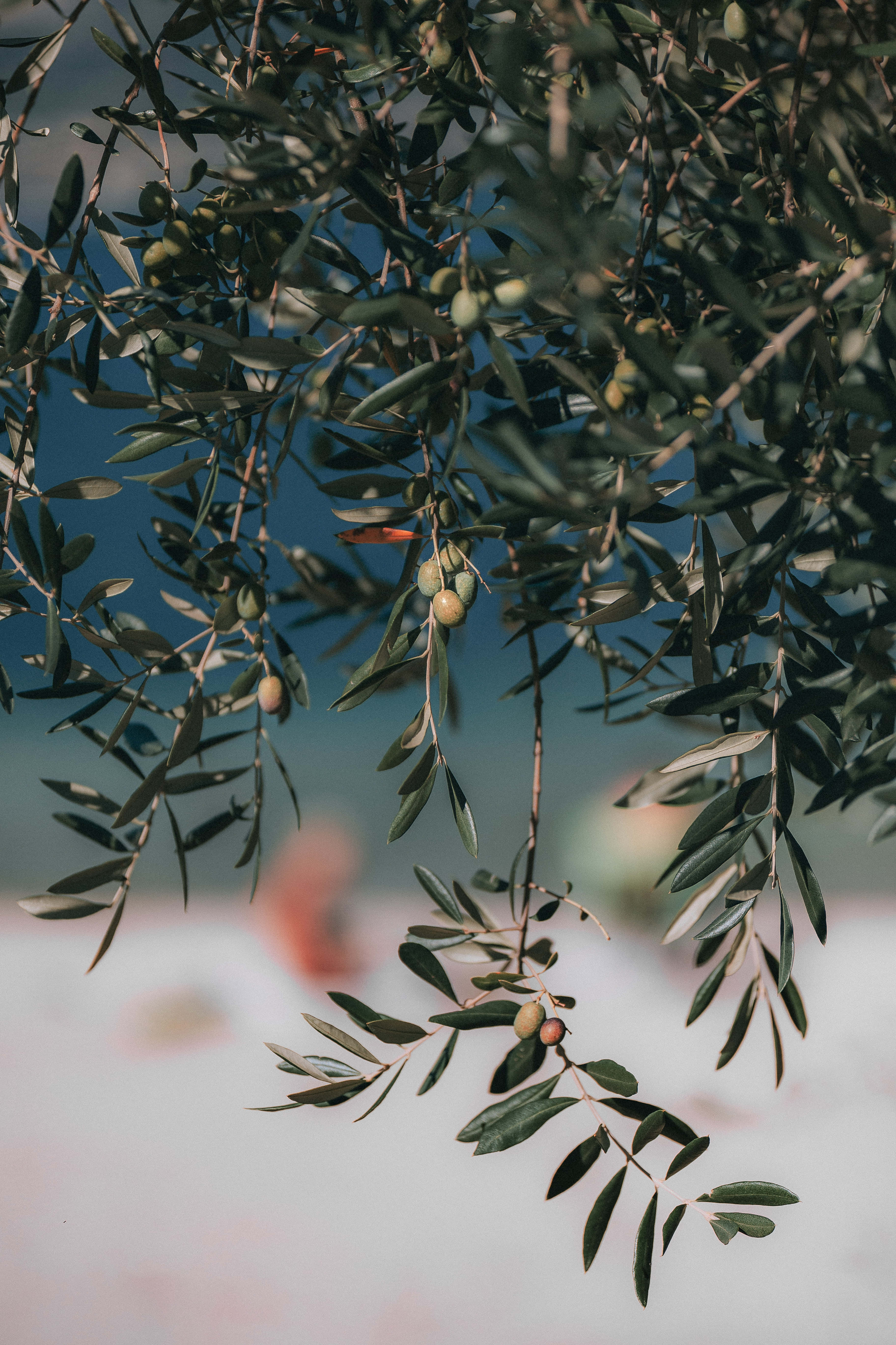 Olive Tree 桌布 壁紙 — 橄欖樹枝特寫，帶有綠色橄欖，背景是模糊的藍天和白色地面。