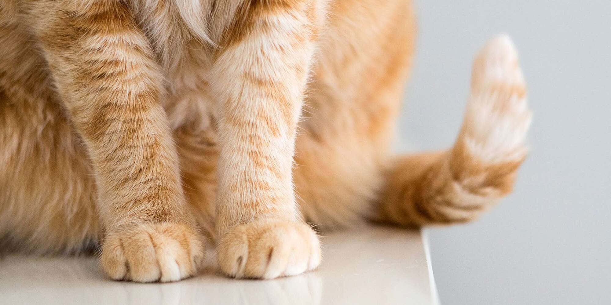 Cat Tail 桌布 壁紙 — 橘色虎斑貓的爪子和尾巴特寫，放在淺色表面上，背景柔和模糊。