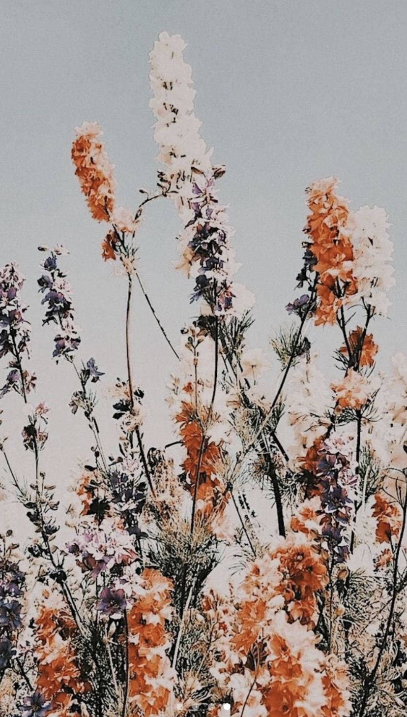 Floral 桌布 壁紙 — 橙色、白色和紫色的高大花莖在柔和的灰色天空下輕輕搖曳，呈現寧靜的自然環境。