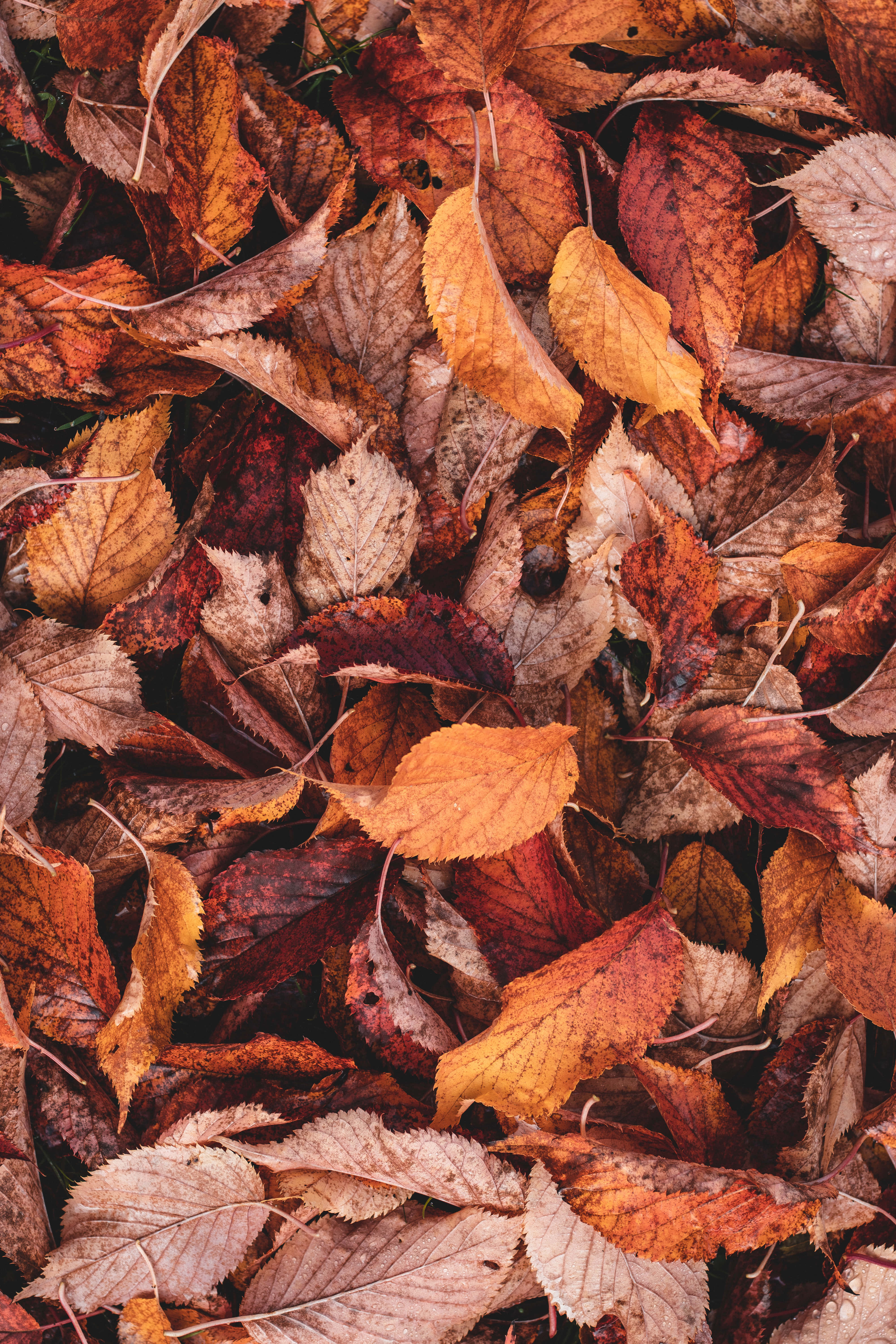 Autumn Foliage 桌布 壁紙 — 橙色、紅色和棕色色調的鮮豔秋葉緊密散落在地面上的特寫。