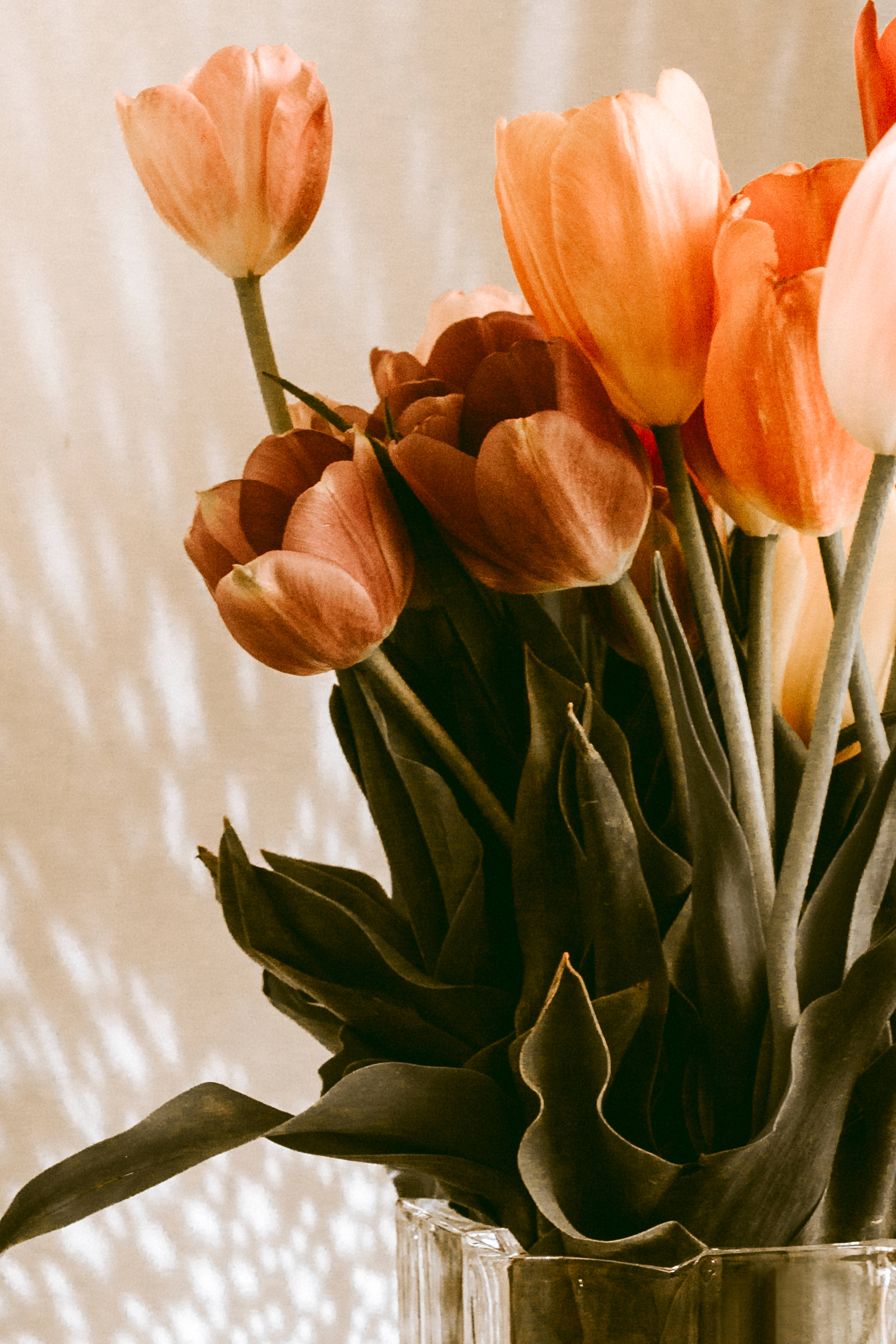 Tulip 桌布 壁紙 — 橙色和蜜桃色鬱金香的特寫，放在玻璃花瓶裡，在米色牆上投下柔和陰影。