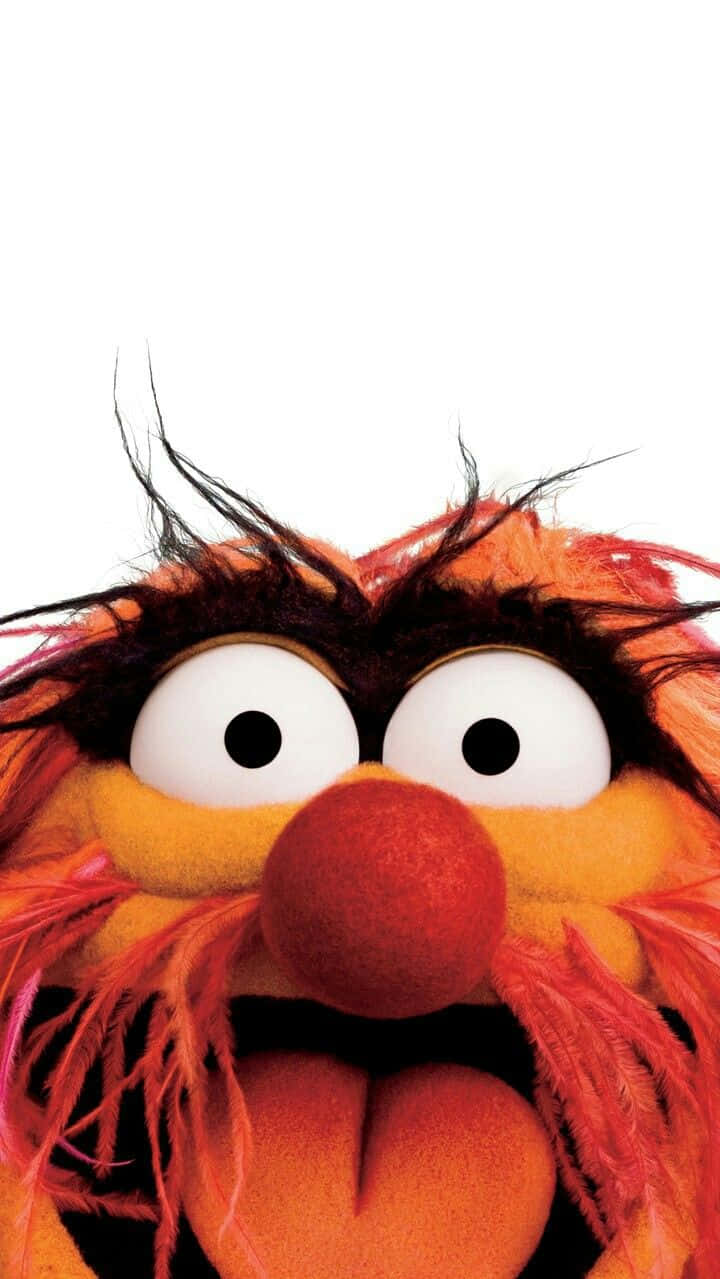 Muppets Animal 桌布 壁紙 — 橙色毛茸茸的Muppet角色Animal的特寫，頭髮亂糟糟，眼睛大大的，背景是純白色。