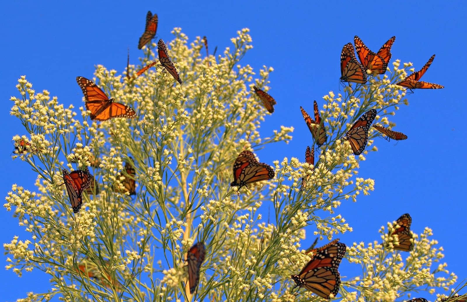 Monarch Butterfly 桌布 壁紙 — 橙色翅膀的 monarch 蝴蝶聚集在淡黃色花朵上，背景是鮮豔的藍天。