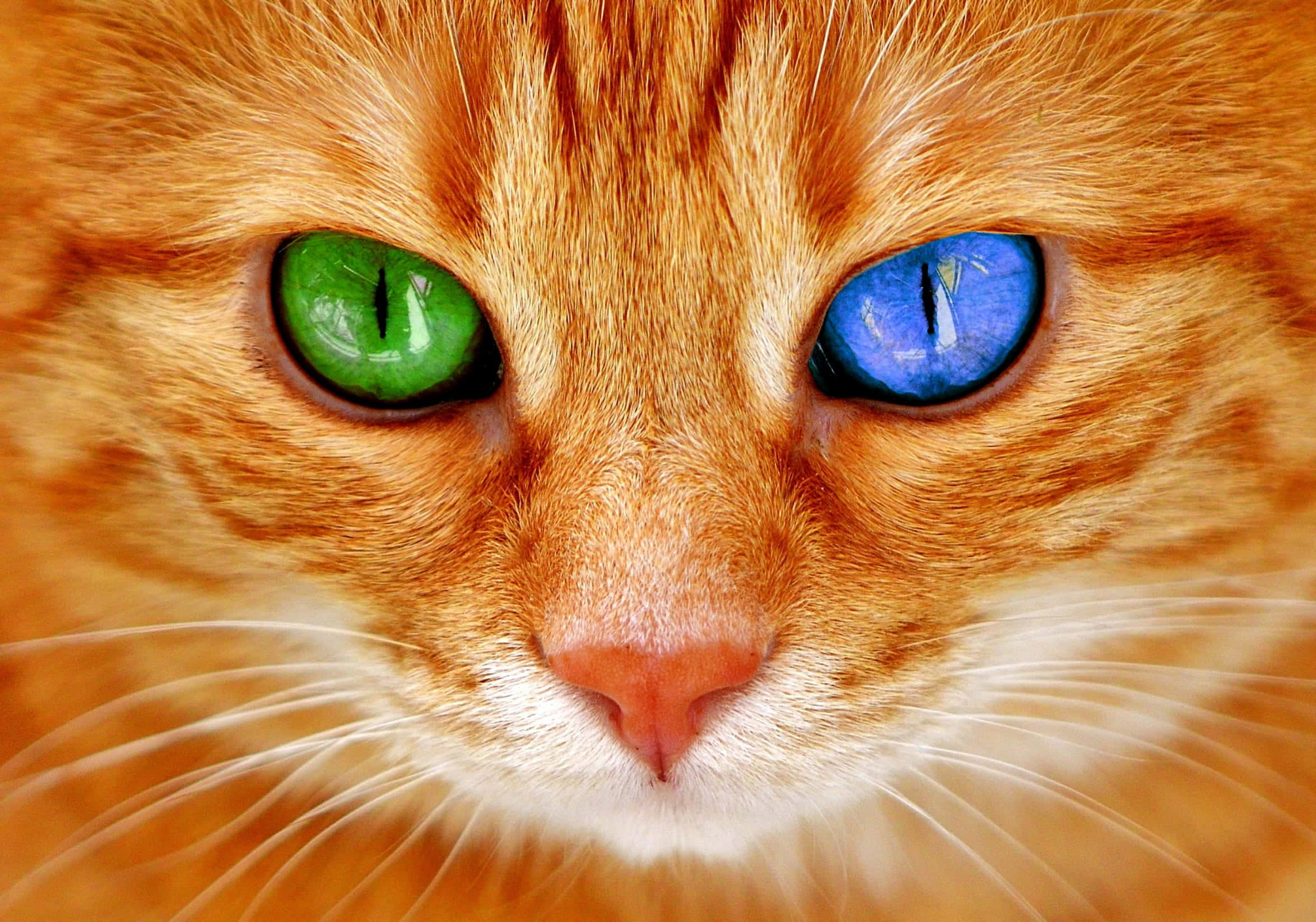 Cat Eyes 桌布 壁紙 — 橙色虎斑貓的特寫，一隻眼睛綠色，另一隻藍色，正凝視著鏡頭。