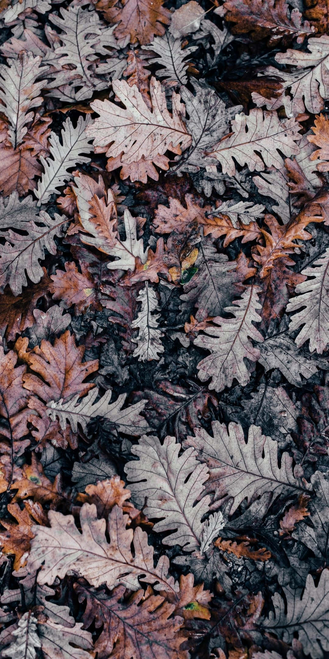 Android Autumn 桌布 壁紙 — 橡樹葉的特寫，帶有秋季的棕色和灰色色調，覆蓋著霜，層疊在深色泥土上。