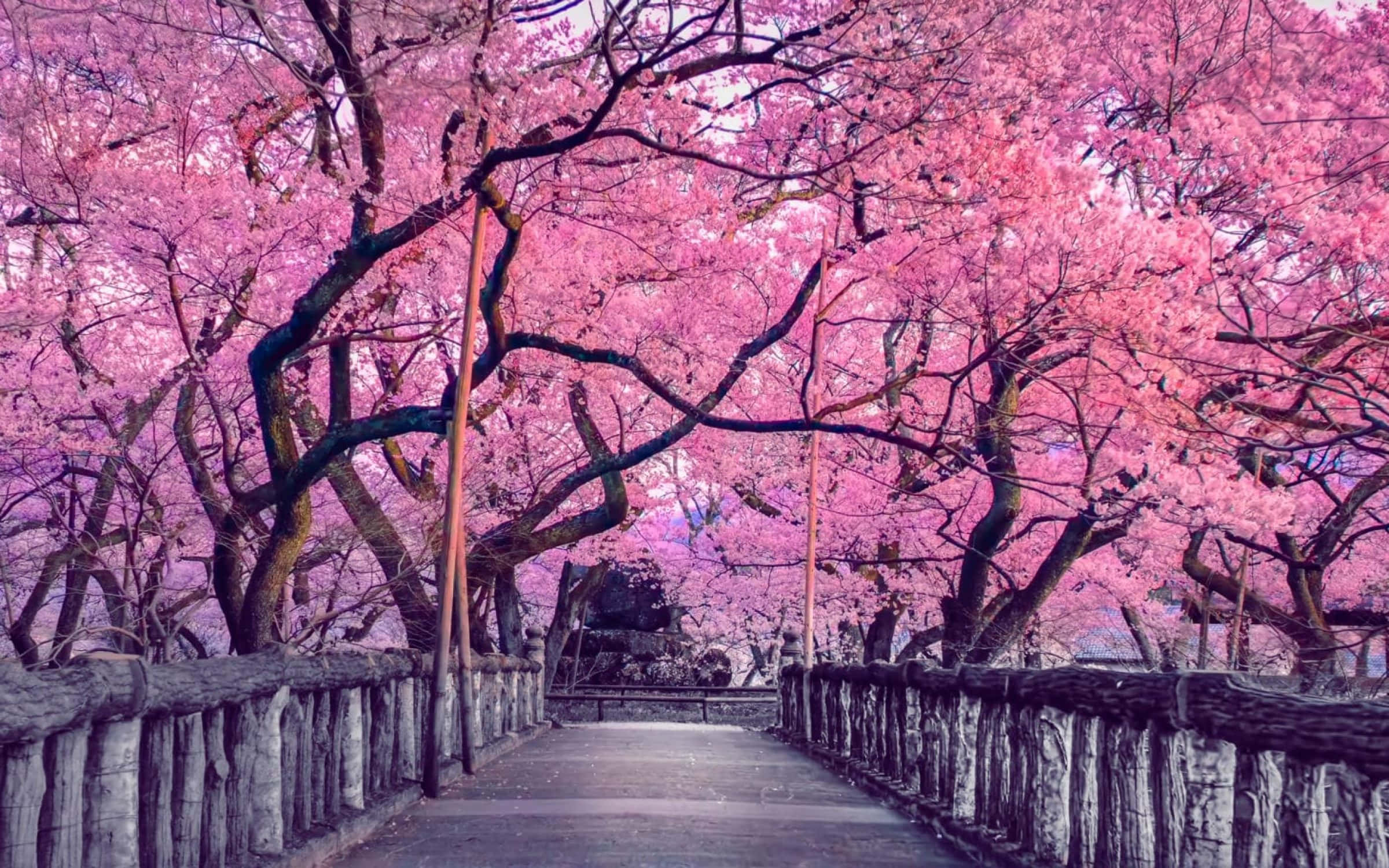 櫻花圖片 壁紙
