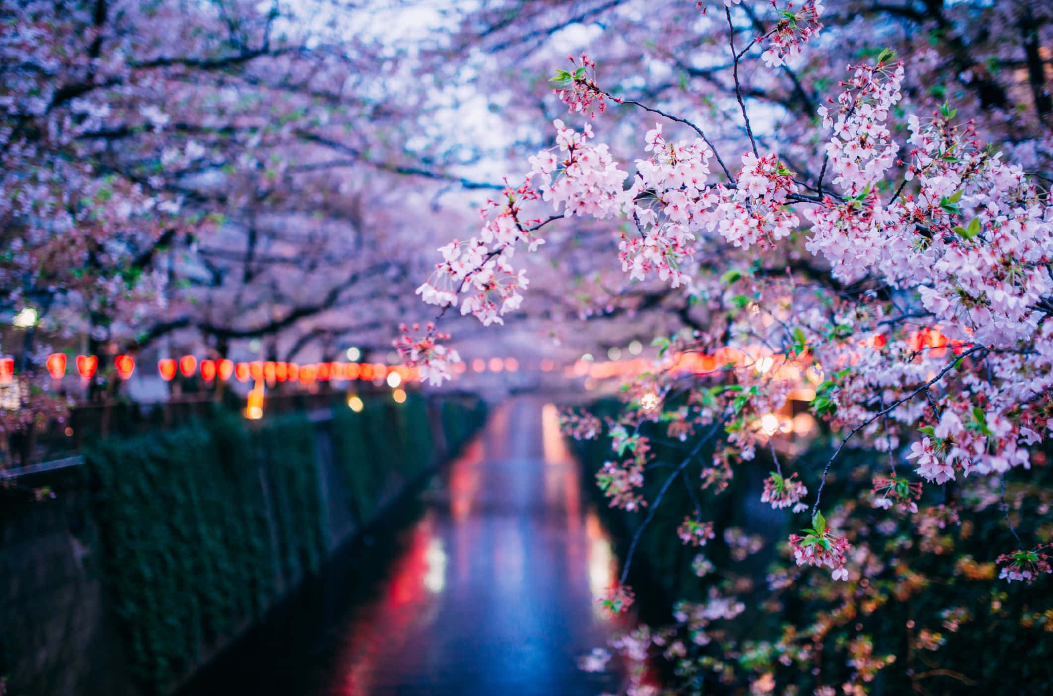 櫻花圖片 壁紙