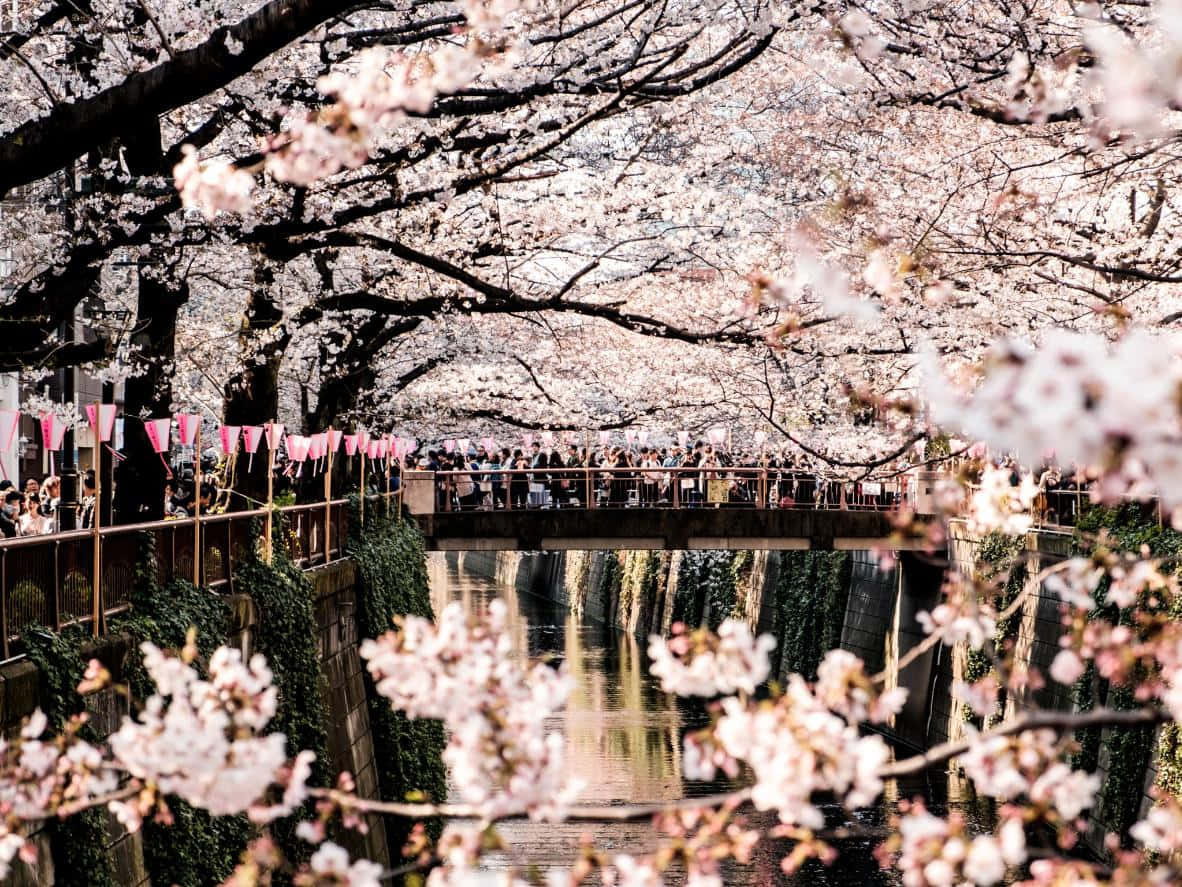 櫻花圖片 壁紙