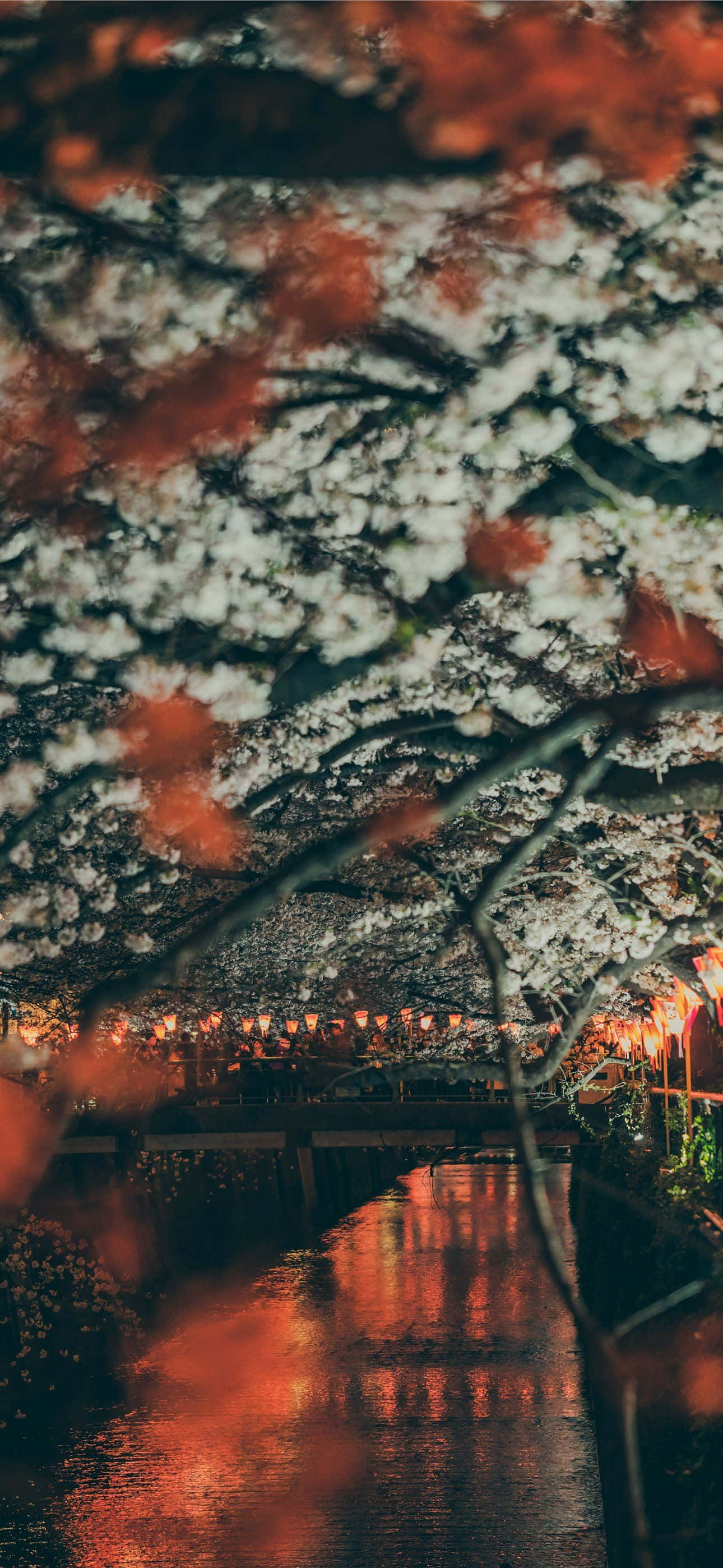 Autumn Evening 桌布 壁紙 — 櫻花在夜間盛開於河流之上，溫暖的燈籠光倒映在水中。