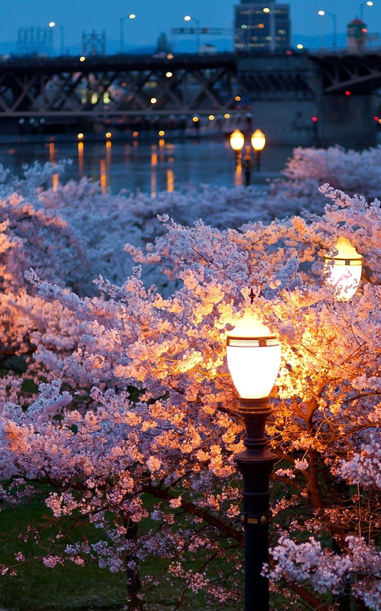 Spring Lights 桌布 壁紙 — 櫻花在復古街燈下溫暖地發光，暮色將河流和橋樑染上柔和的藍色調。