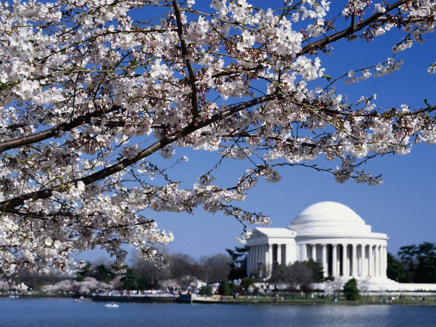Washington 桌布 壁紙 — 櫻花在清澈藍天下環繞傑佛遜紀念堂，前景是潮汐湖的水面。