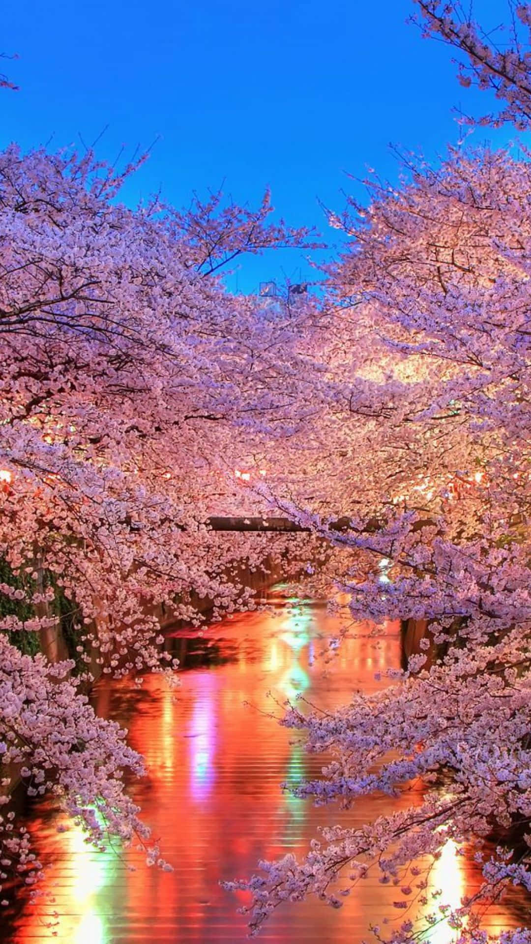 Night Cherry Blossom 桌布 壁紙 — 櫻花在黃昏時分在河上盛開，色彩繽紛的燈光倒映在水面上。