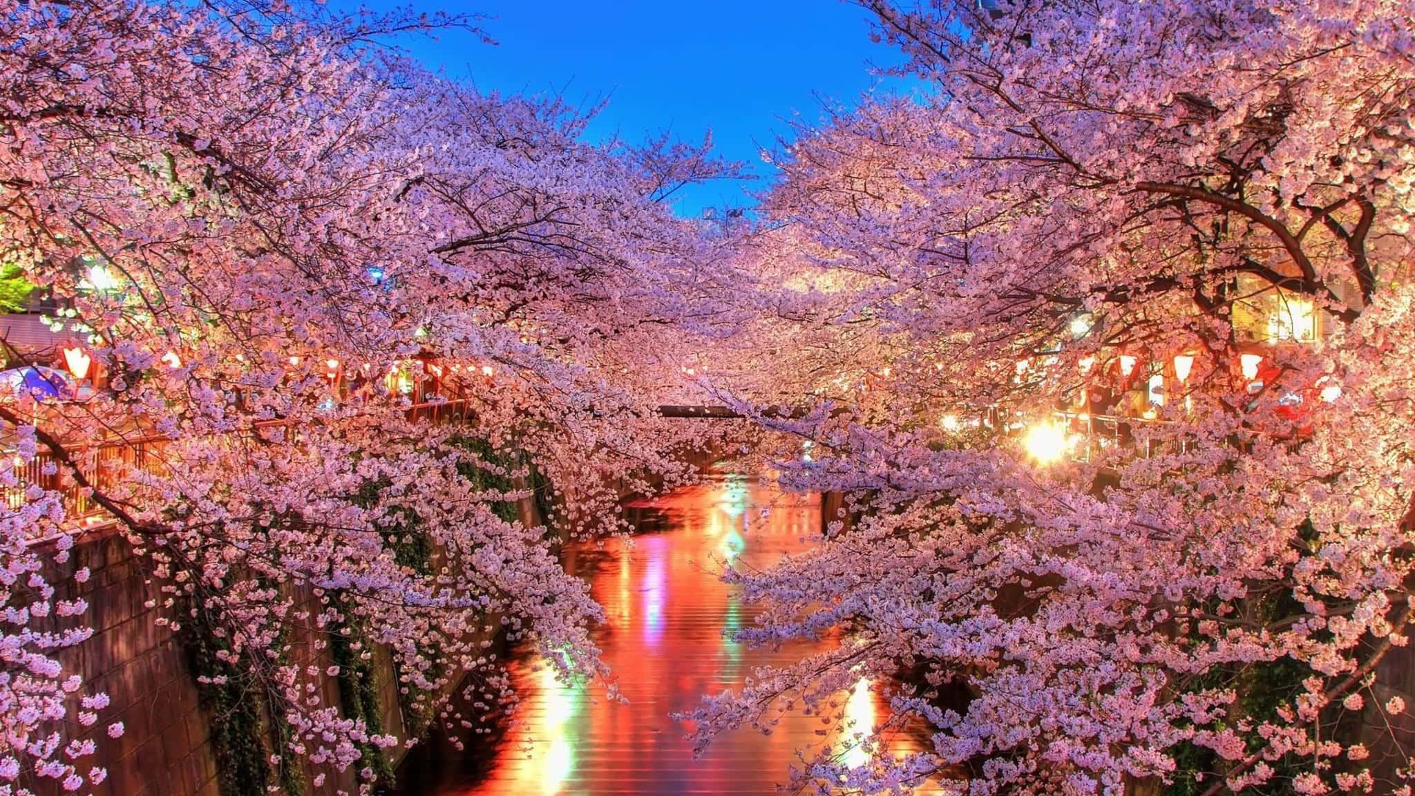 Cherry Blossom Tree 桌布 壁紙 — 櫻花在黃昏時分密集地盛開在運河上方，溫暖的燈籠光線反射在水面上。