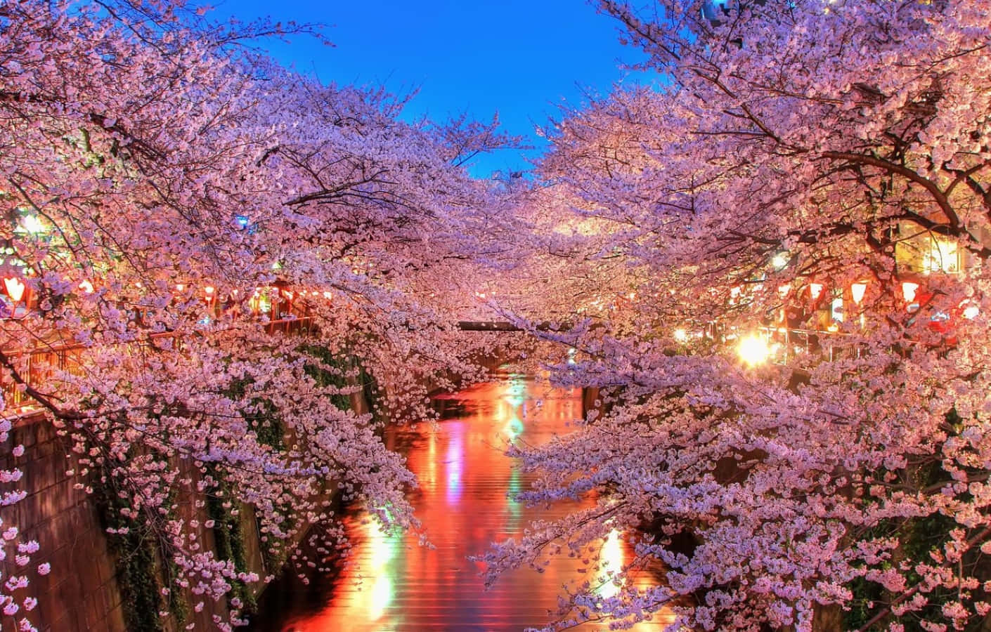 Spring Lights 桌布 壁紙 — 櫻花在黃昏時分於運河上盛開，溫暖的燈籠光線倒映在水中。
