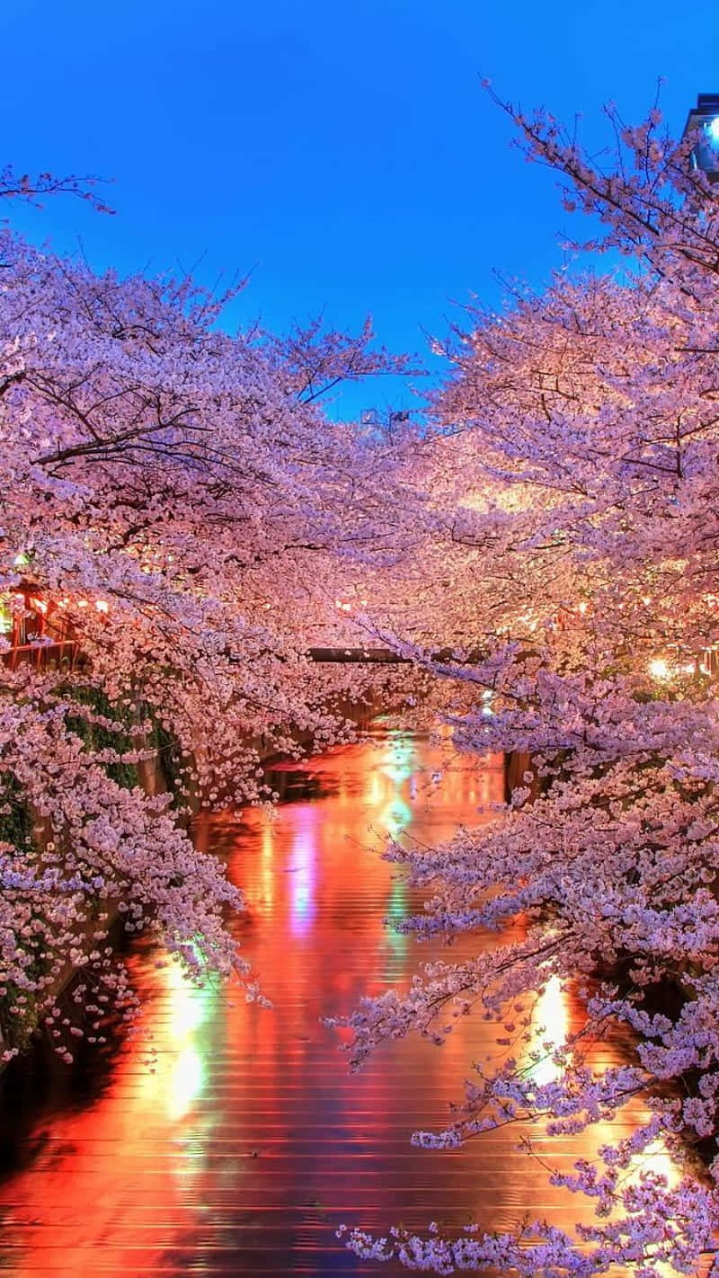 Pink Cherry Blossom 桌布 壁紙 — 櫻花在黃昏時分於運河上盛開，色彩繽紛的燈光倒映在水面上。
