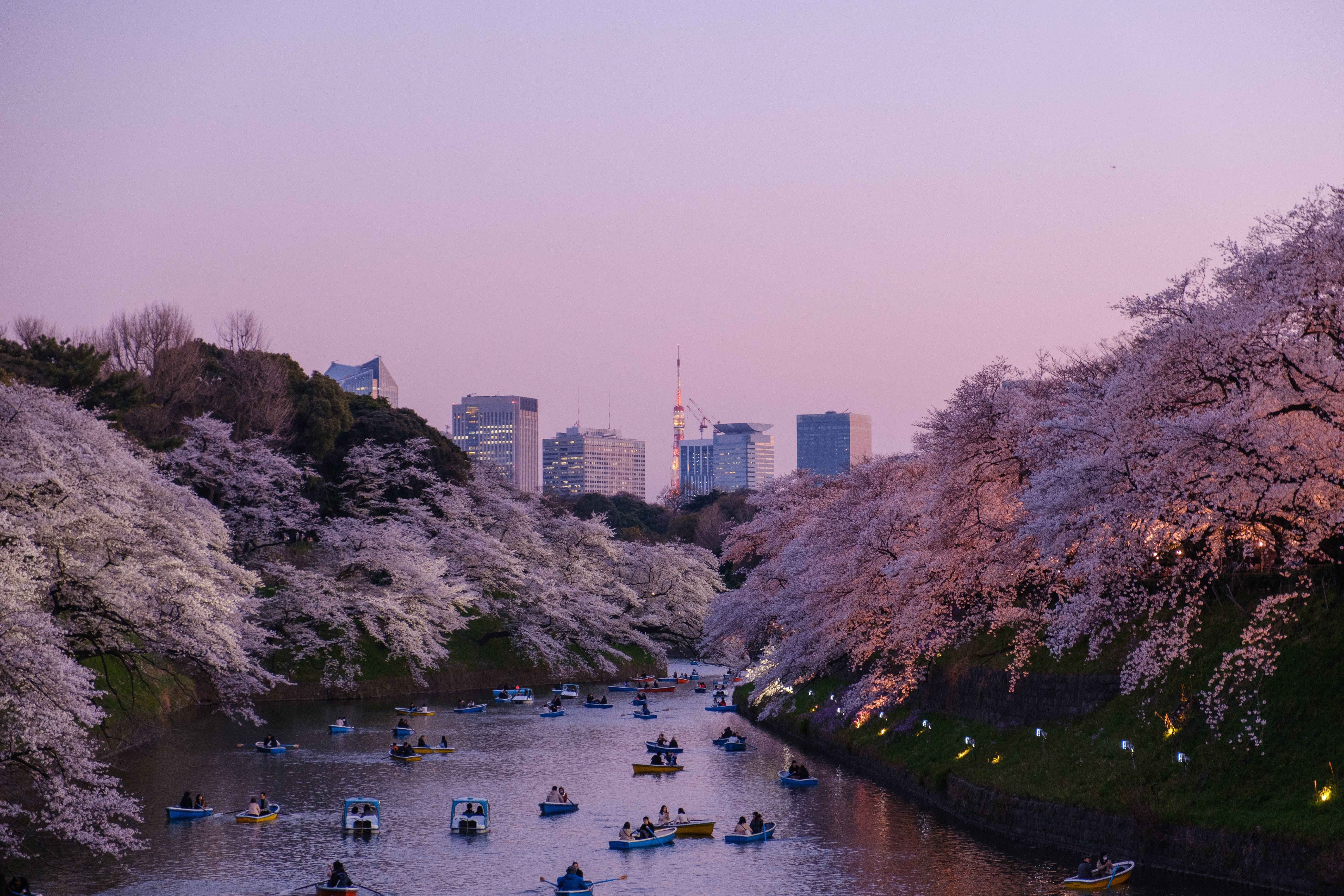 東京 桌布 壁紙 — 櫻花在黃昏時分沿河盛開，背景是城市天際線和划船的人們。