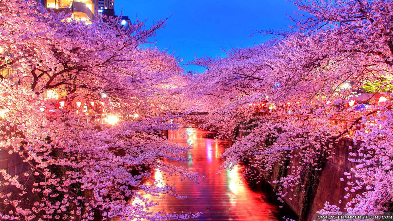 Sakura 桌布 壁紙 — 櫻花在黃昏時沿著運河盛開，溫暖的燈光倒映在水面上，背景建築物閃爍著光芒。