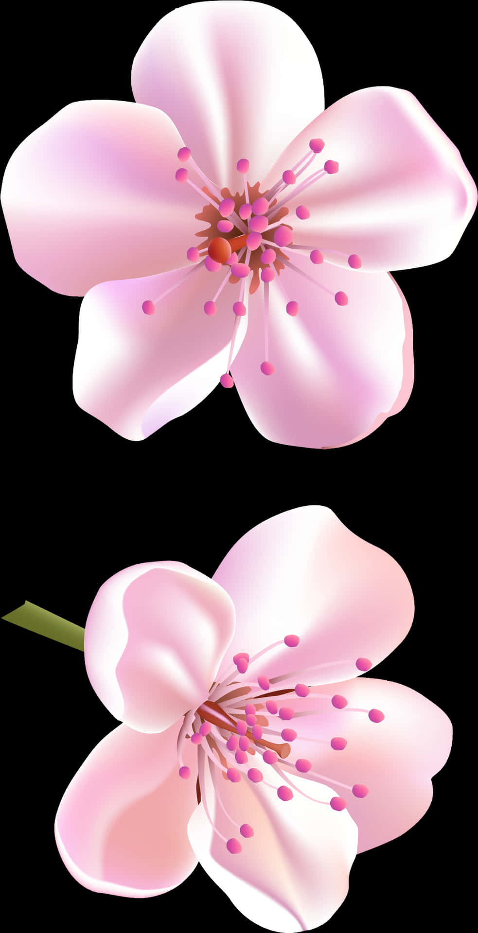 櫻花花朵剪貼圖，高清PNG下載