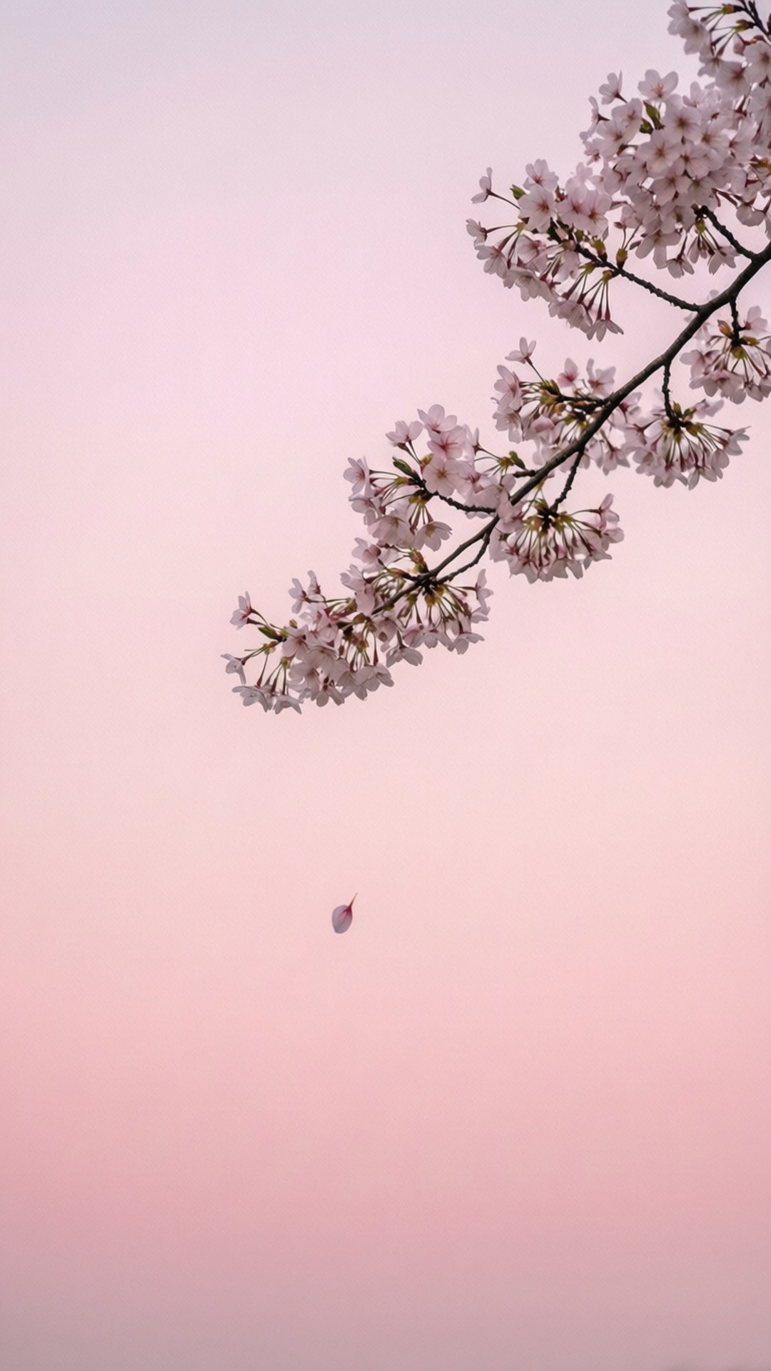 櫻花極簡 壁紙 — 一枝纖細的櫻花枝優雅地彎曲，襯著柔和的粉紅色天空，下方有一片飄落的花瓣。