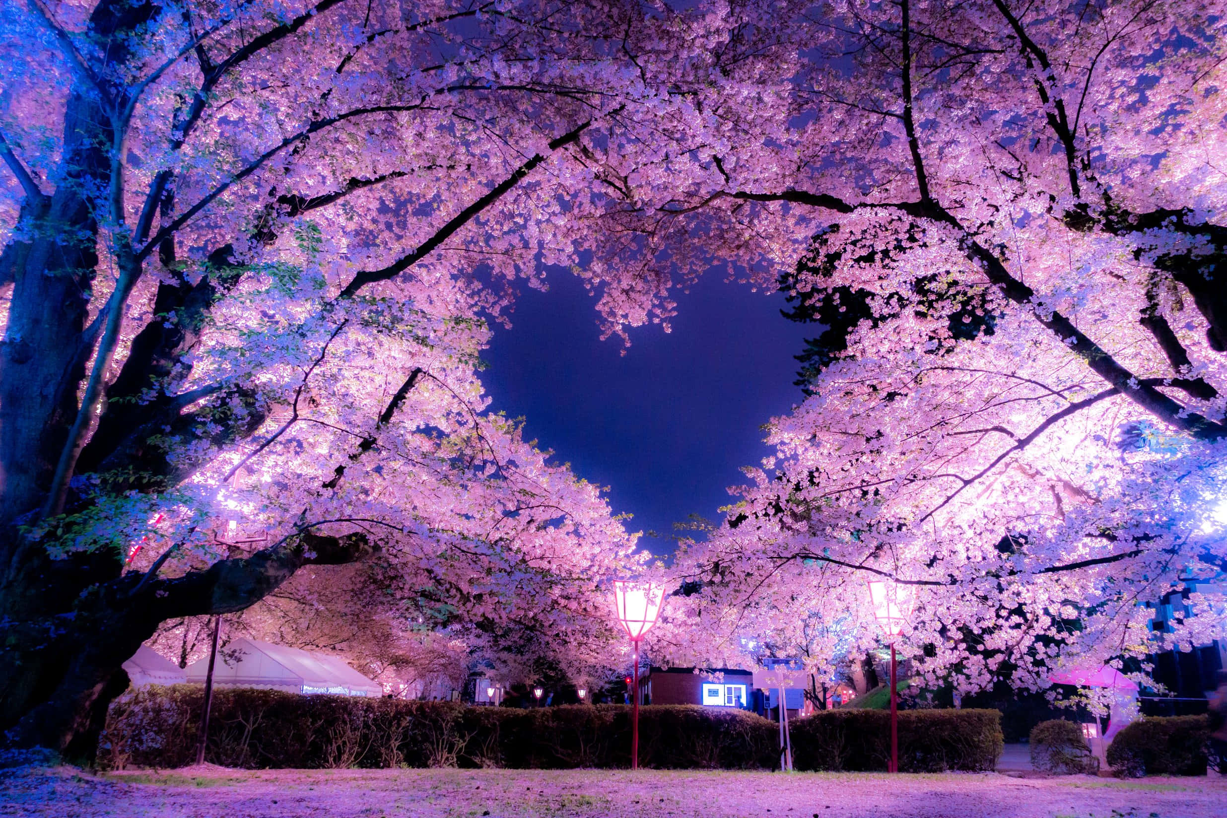 Night Cherry Blossom 桌布 壁紙 — 櫻花樹在夜晚形成一條發光的粉紅色樹冠覆蓋小徑，下方有亮燈的燈籠。