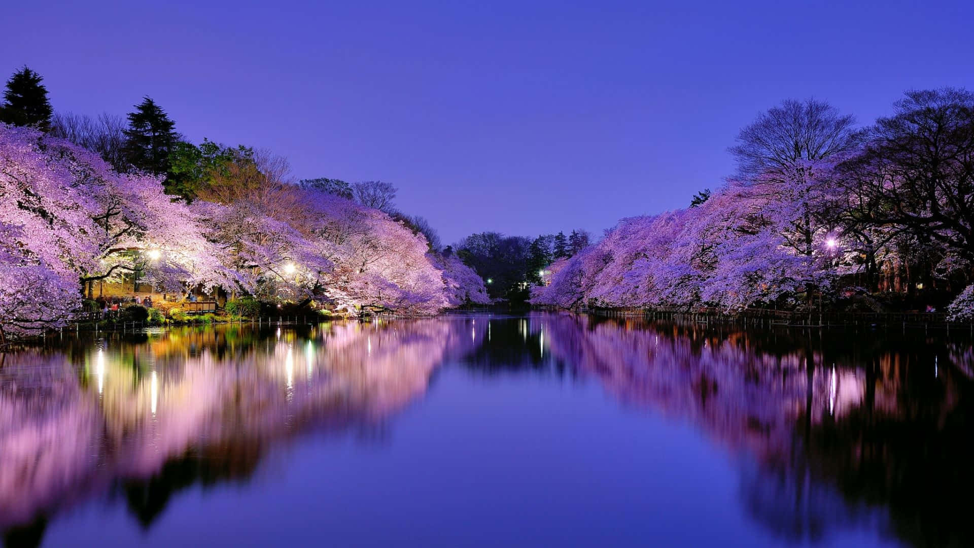 Cherry Blossom Tree 桌布 壁紙 — 櫻花樹在暮色燈光下閃耀著粉紅色，完美地倒映在平靜的河流中。