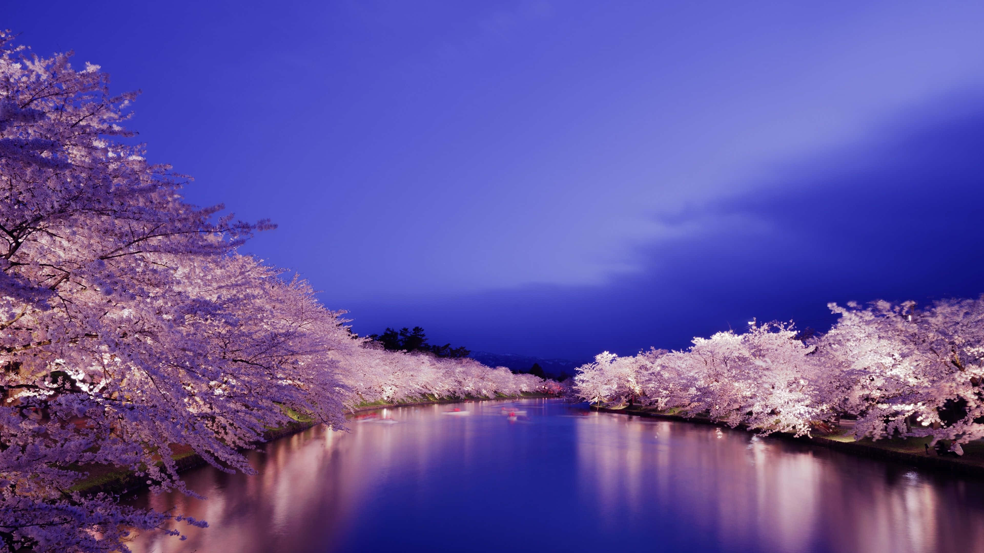 Night Cherry Blossom 桌布 壁紙 — 櫻花樹排列在寧靜的河邊，深藍色的暮色天空下，倒影柔和。