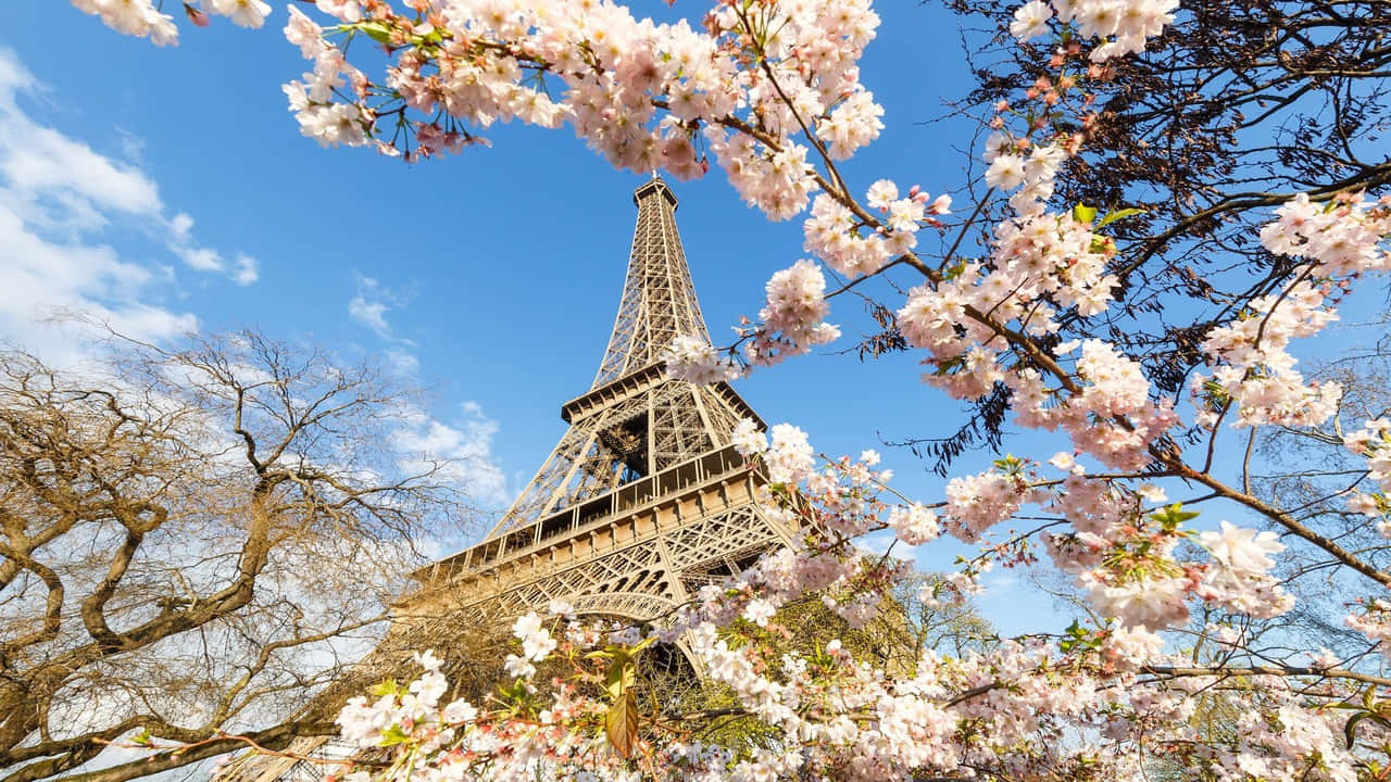 Eiffel Tower 桌布 壁紙 — 櫻花環繞著艾菲爾鐵塔，背景是明亮的藍天和散落的雲朵。