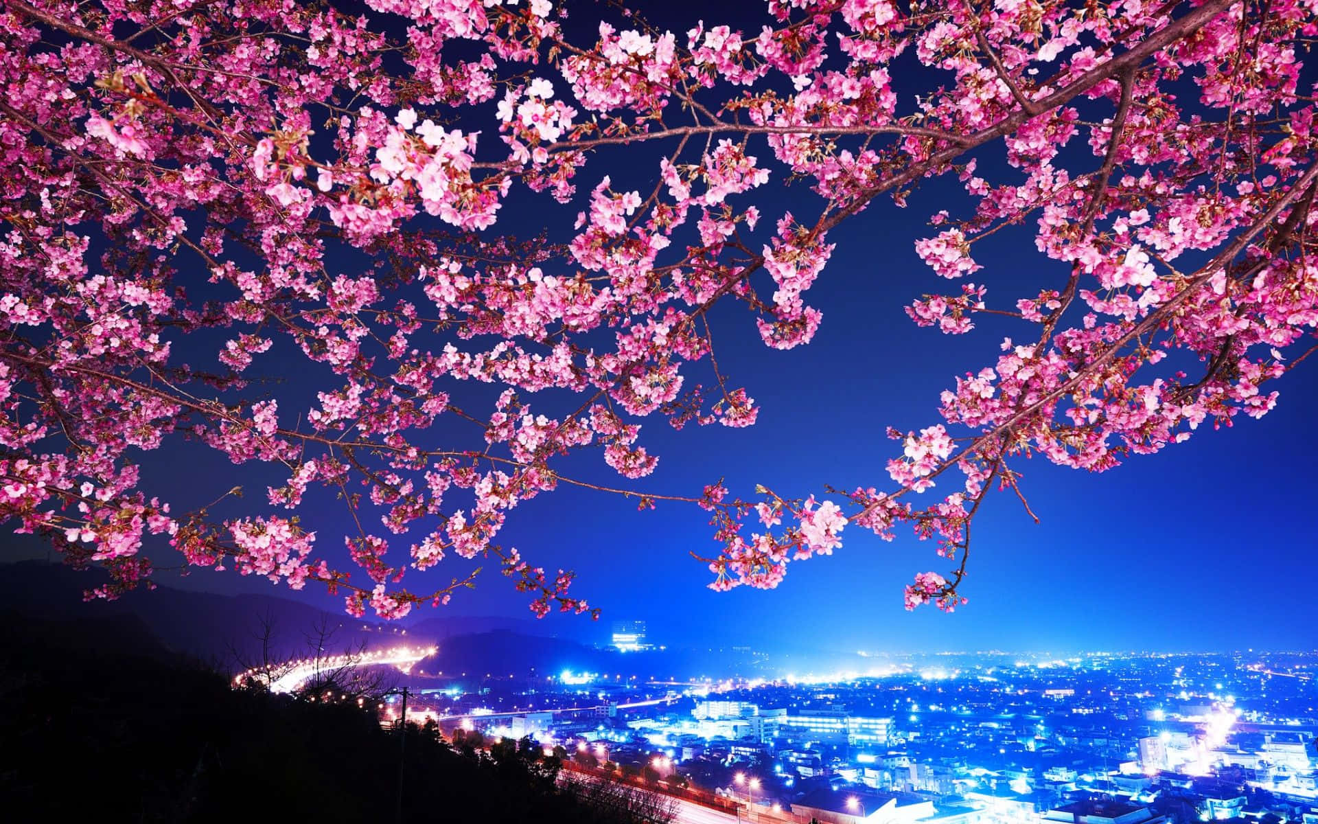 櫻花背景 壁紙