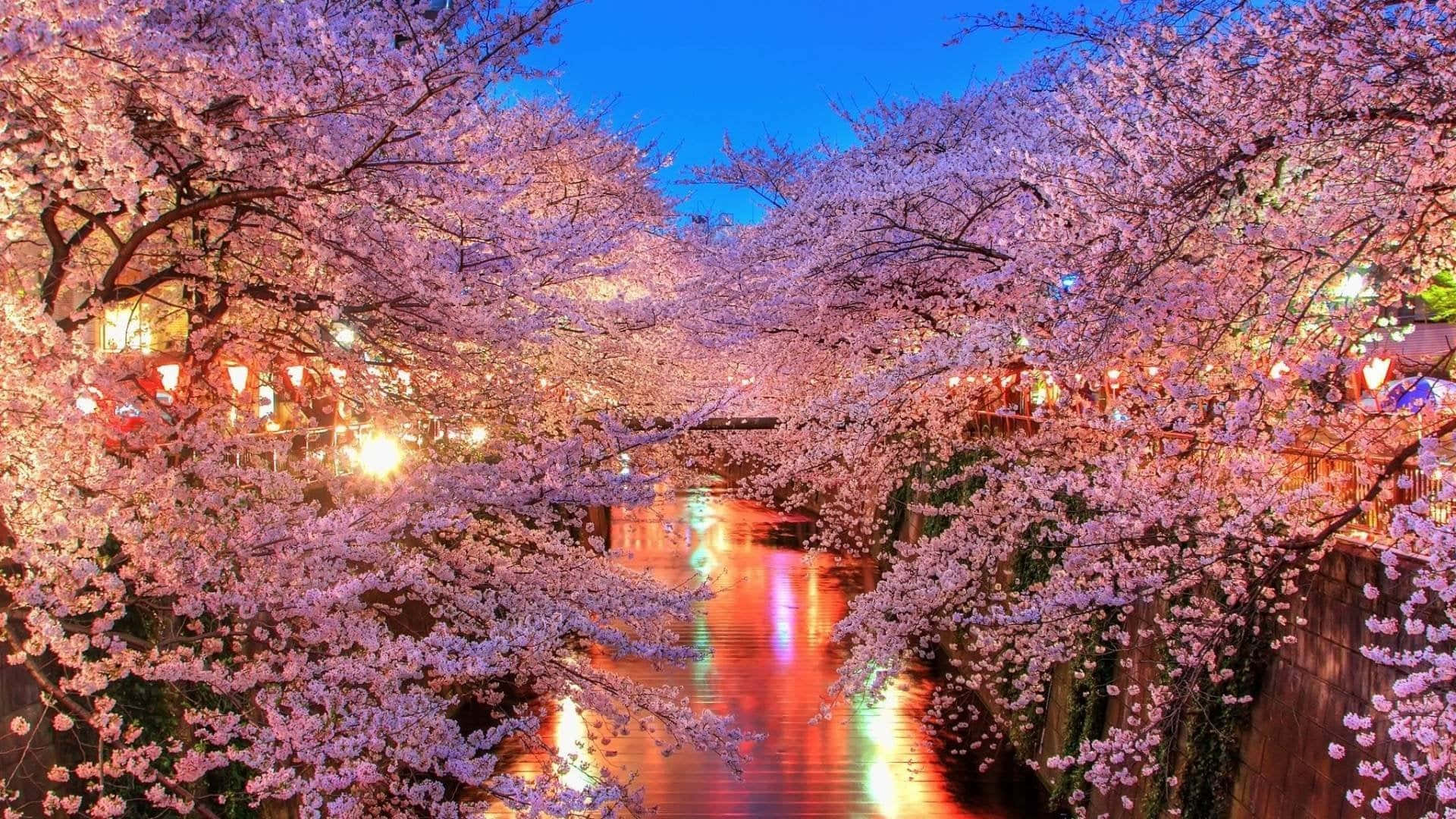 櫻花背景 壁紙