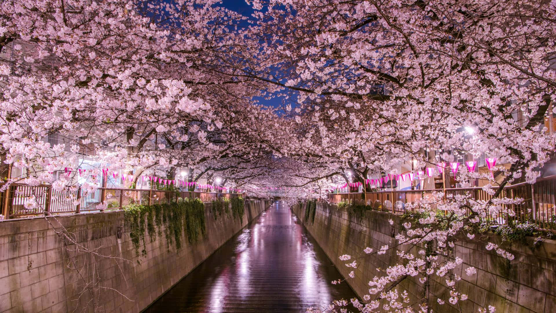 櫻花背景 壁紙