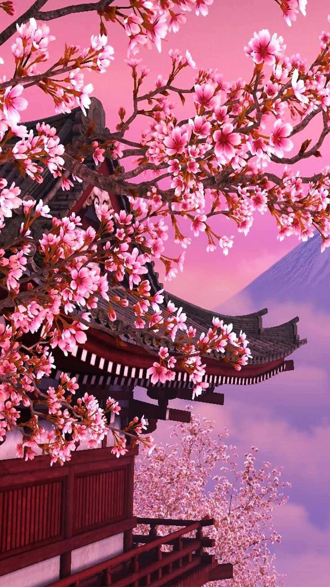 櫻花背景 壁紙