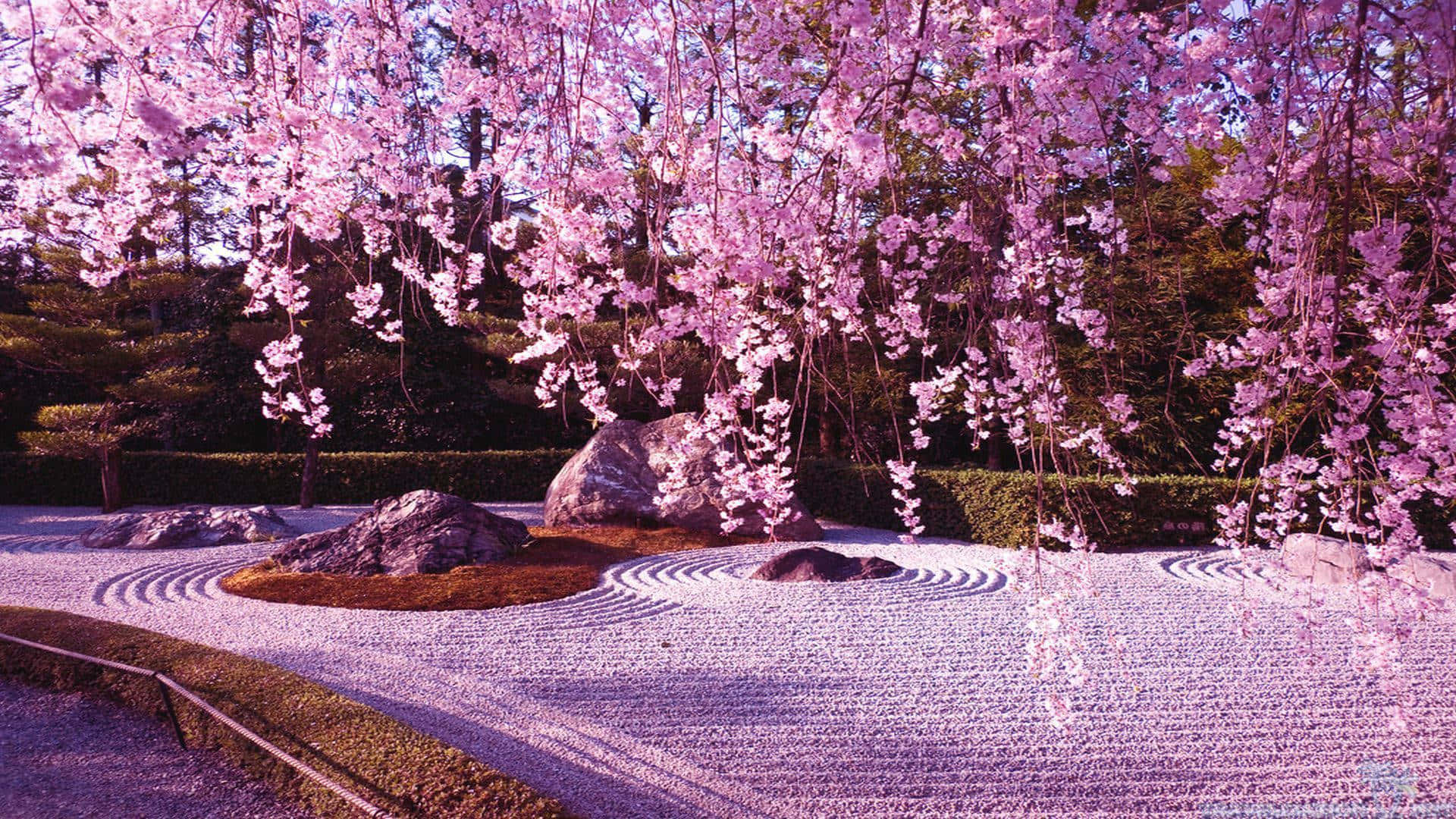 櫻花背景 壁紙