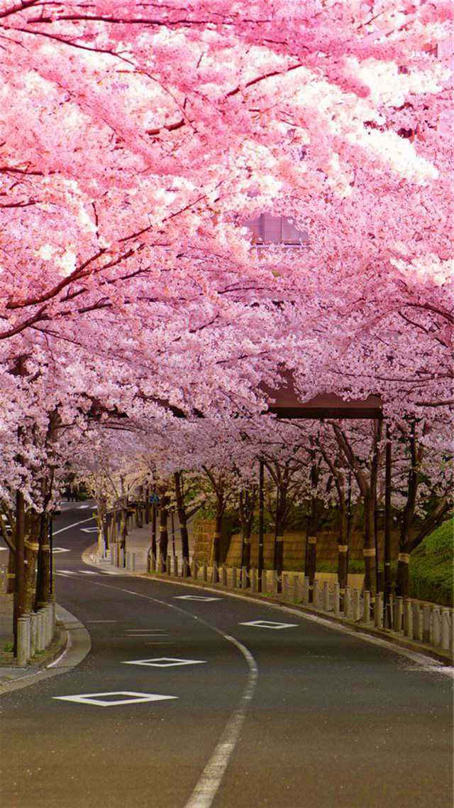 櫻花背景 壁紙